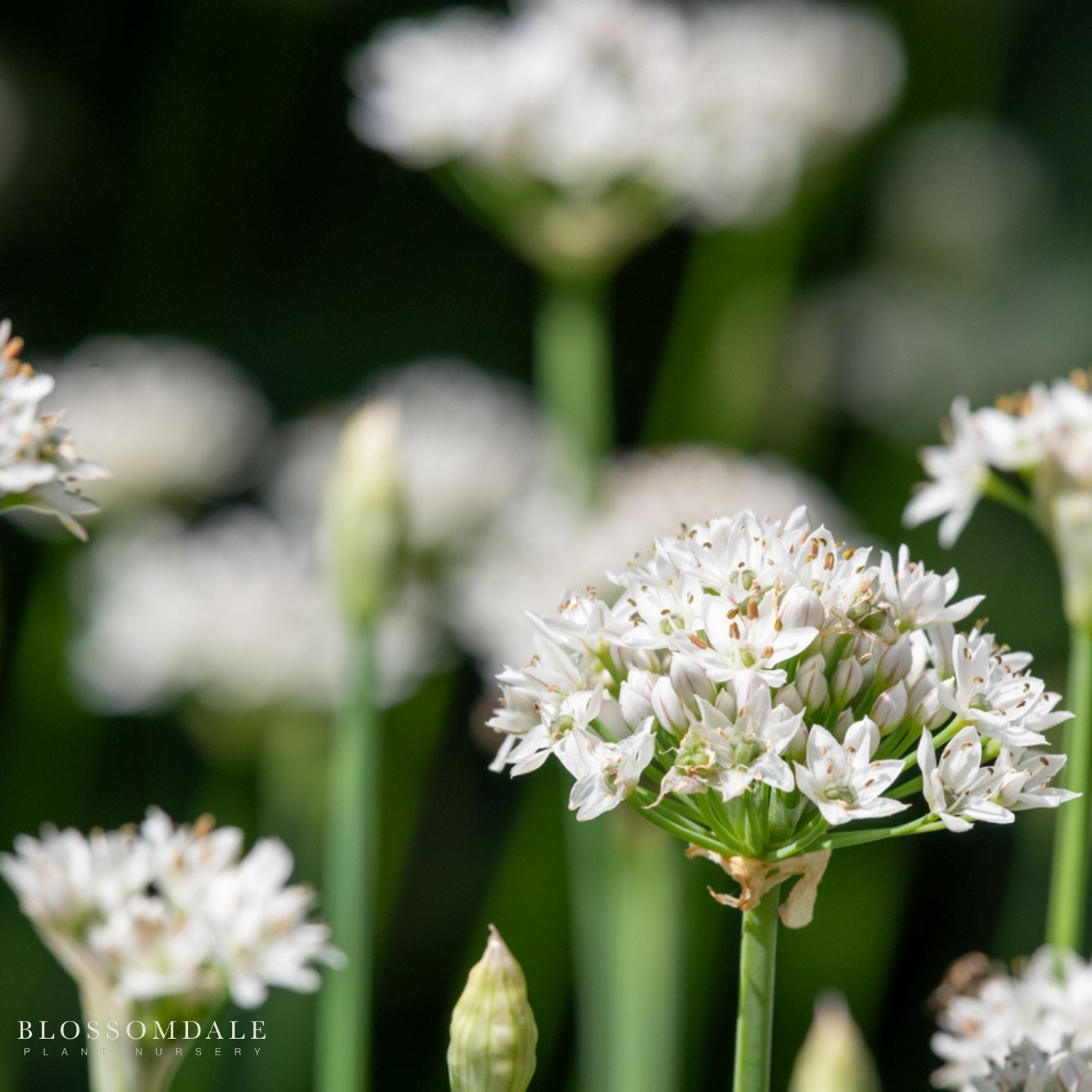 Garlic Chive Seeds