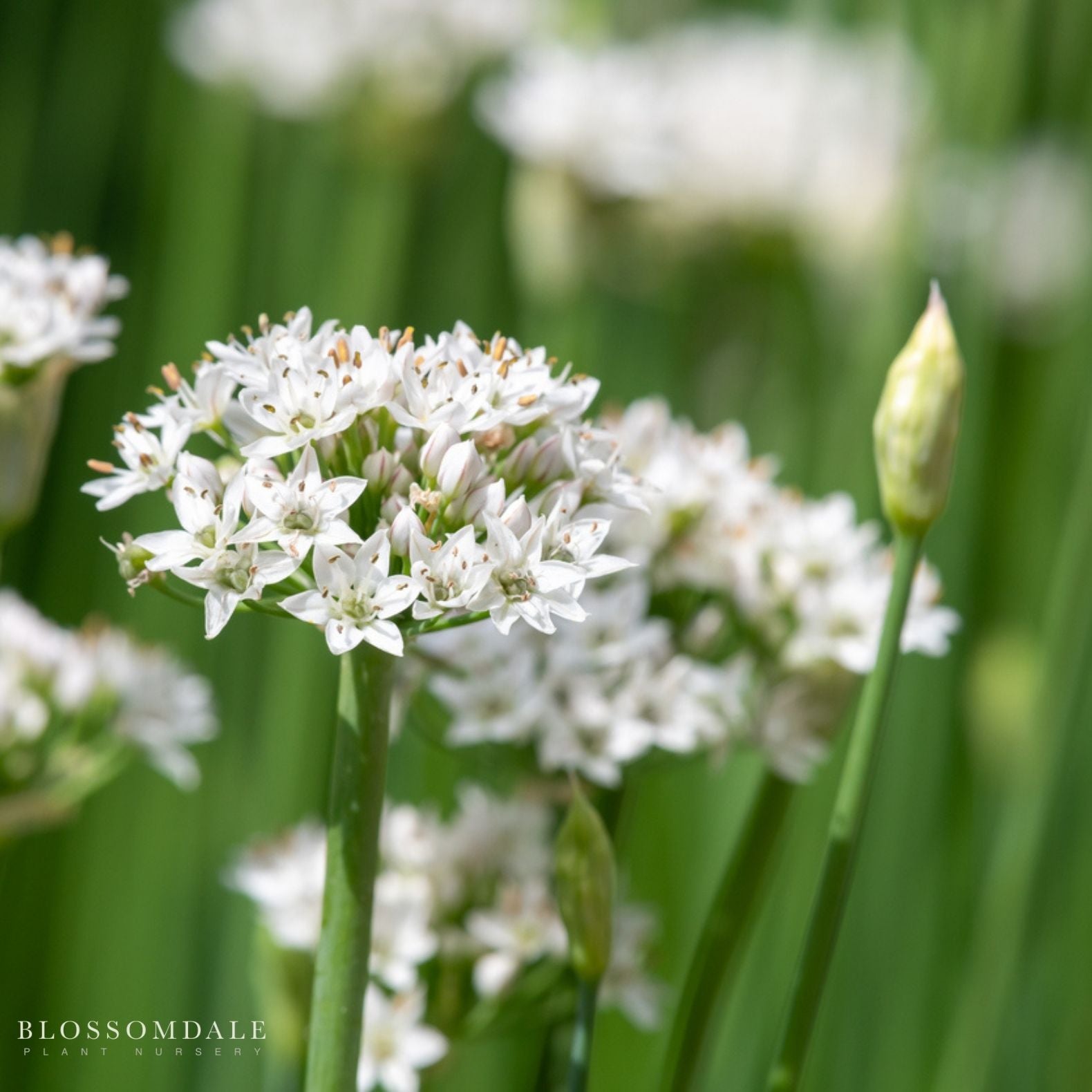 Garlic Chive Seeds