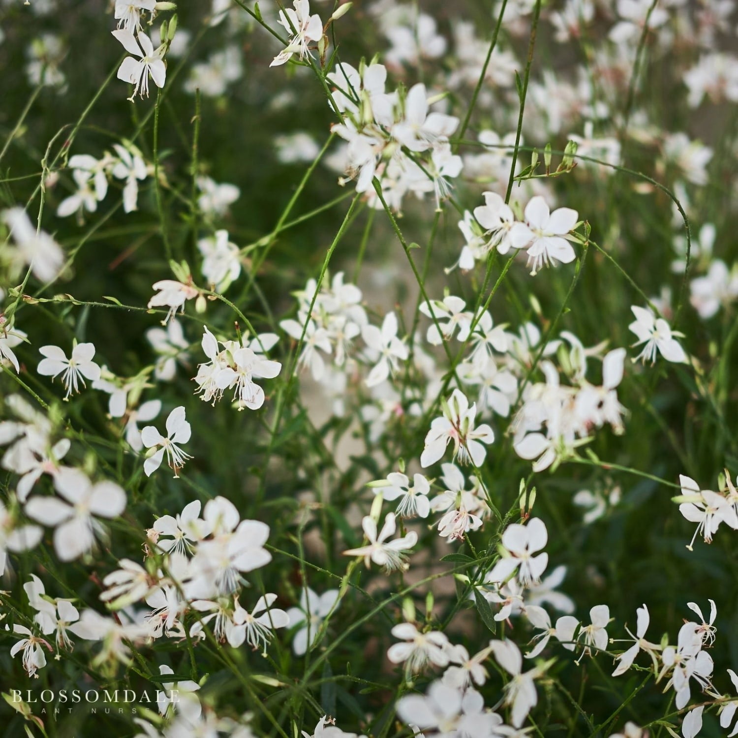 White wand flower ‘Steffi White’ Gaura plant with airy white blooms floating above stems; drought-tolerant, sun-loving perennial attracting bees and butterflies.