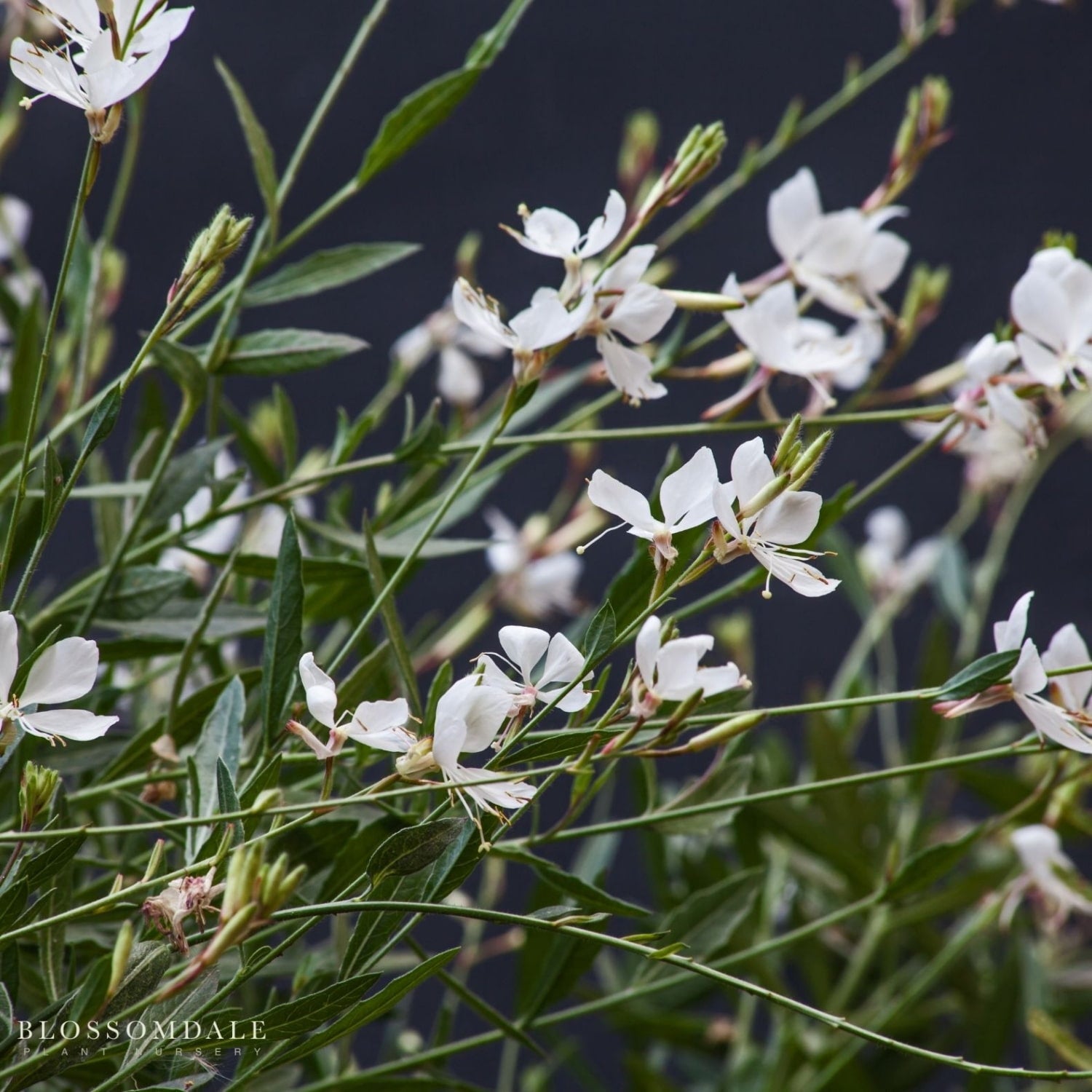 Beeblossom ‘Steffi White’ Gaura lindheimeri in bloom, showing delicate butterfly-like white flowers; compact, low-maintenance garden perennial for full sun landscapes.