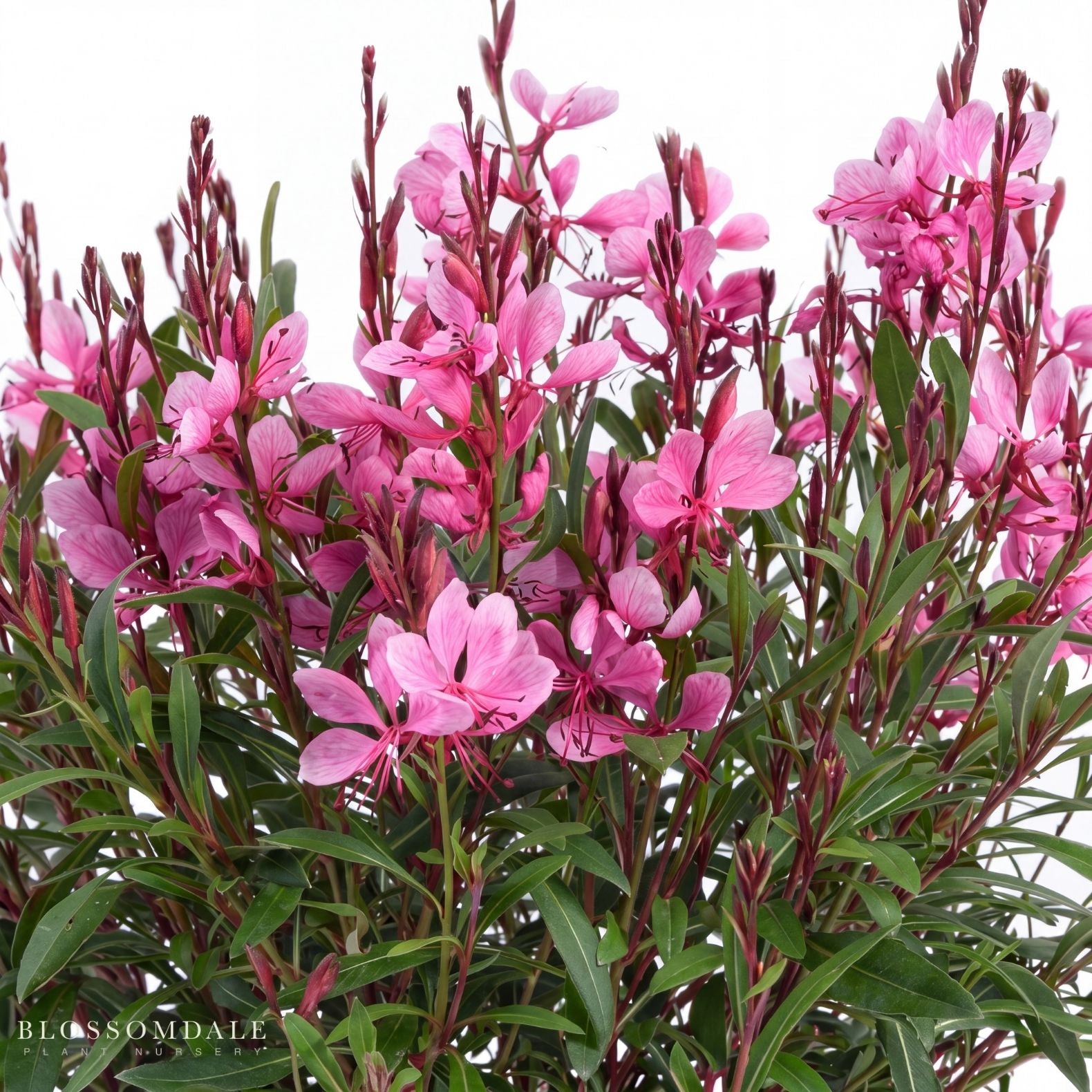 Gaura 'Steffi Dark Rose'