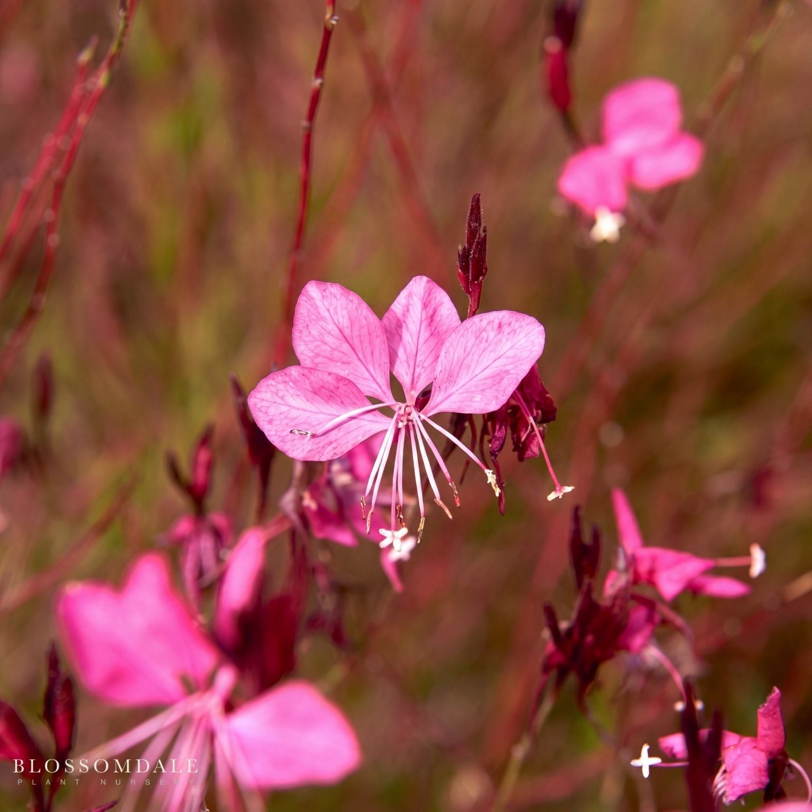 Gaura 'Steffi Dark Rose'