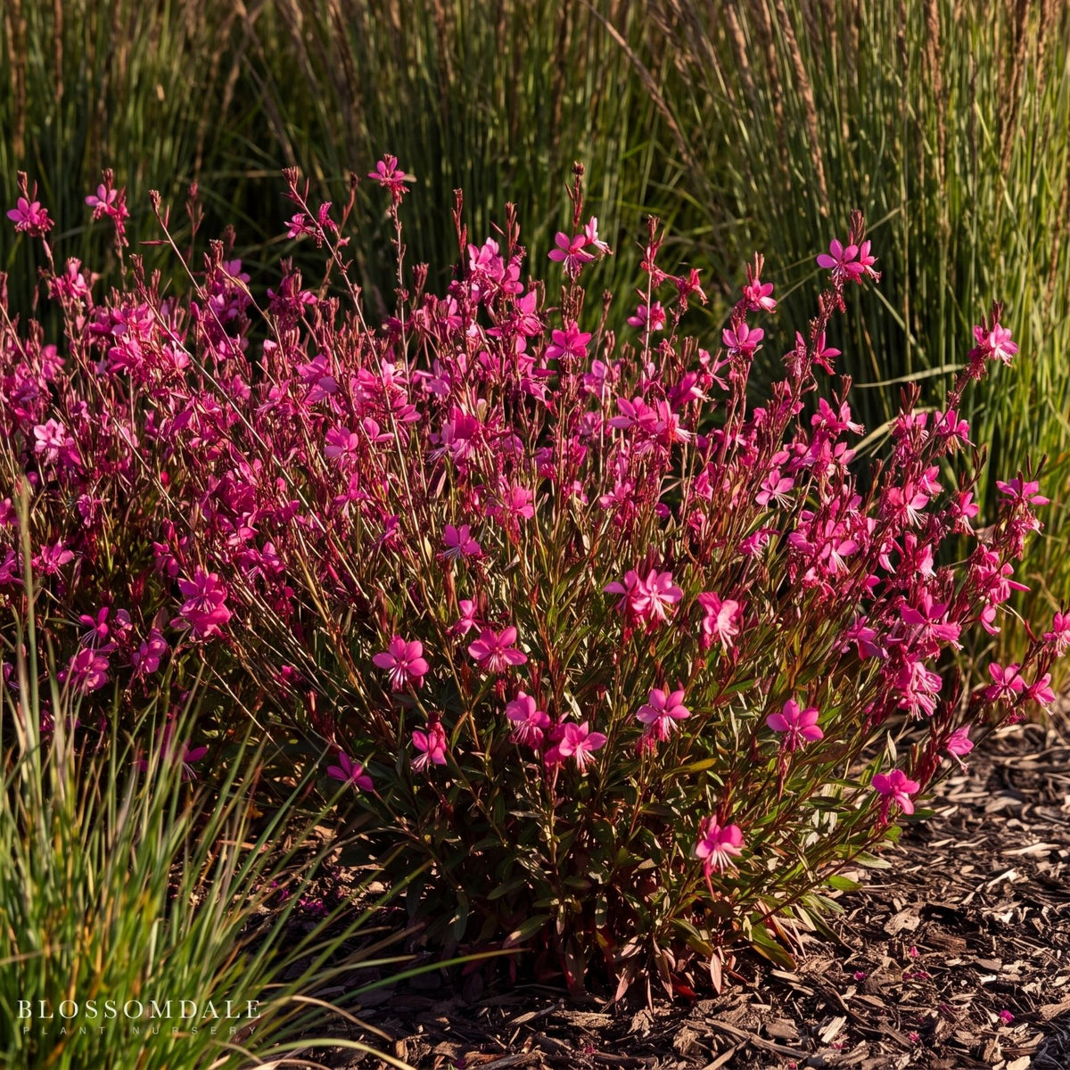 Gaura 'Steffi Dark Rose'