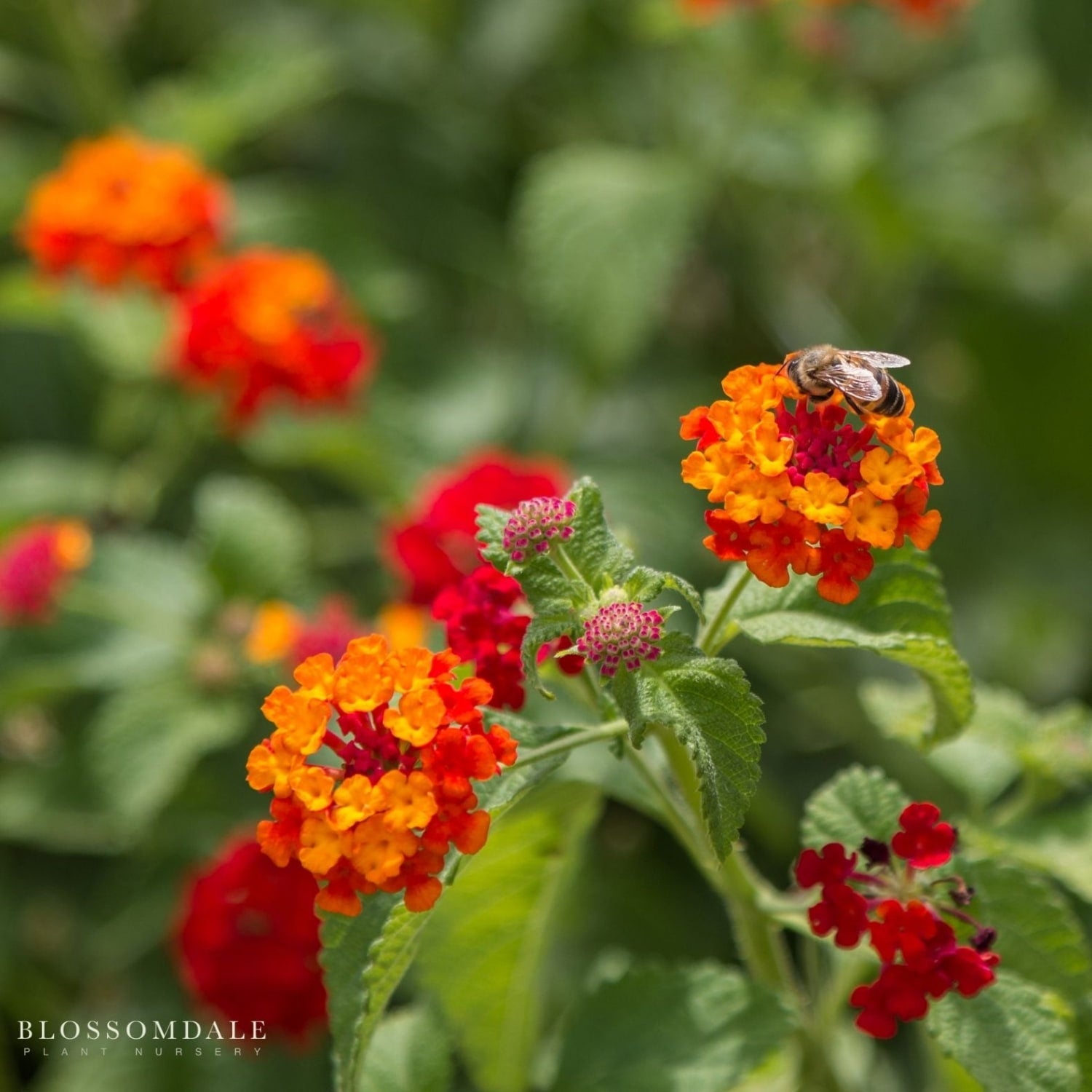 Compact Lantana camara 'Gem Ruby' flowering shrub plant in full bloom, showing mounded foliage and bright red, yellow, and orange flowers ideal for containers and drought‑tolerant gardens.