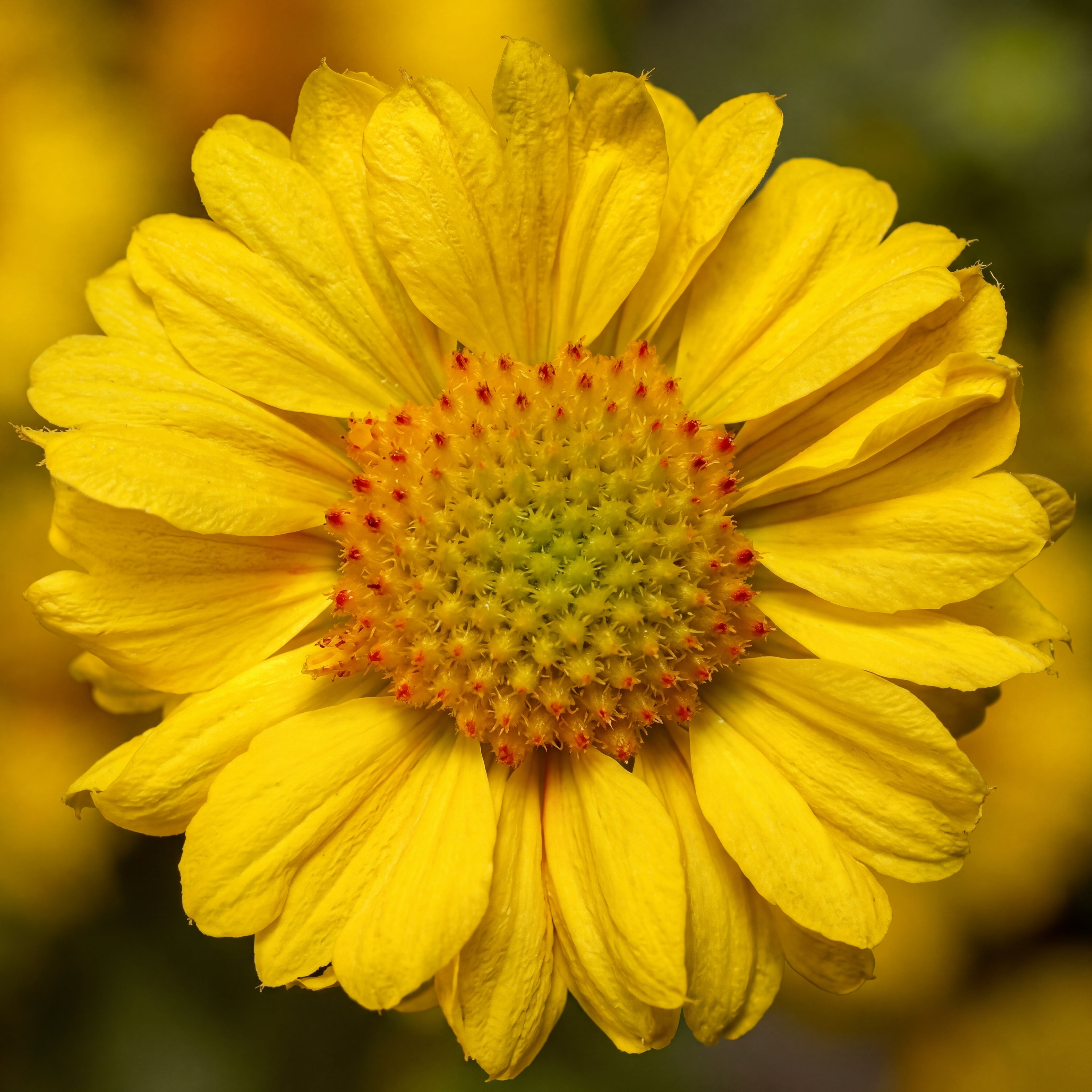 Gaillardia Sunrita Golden Yellow