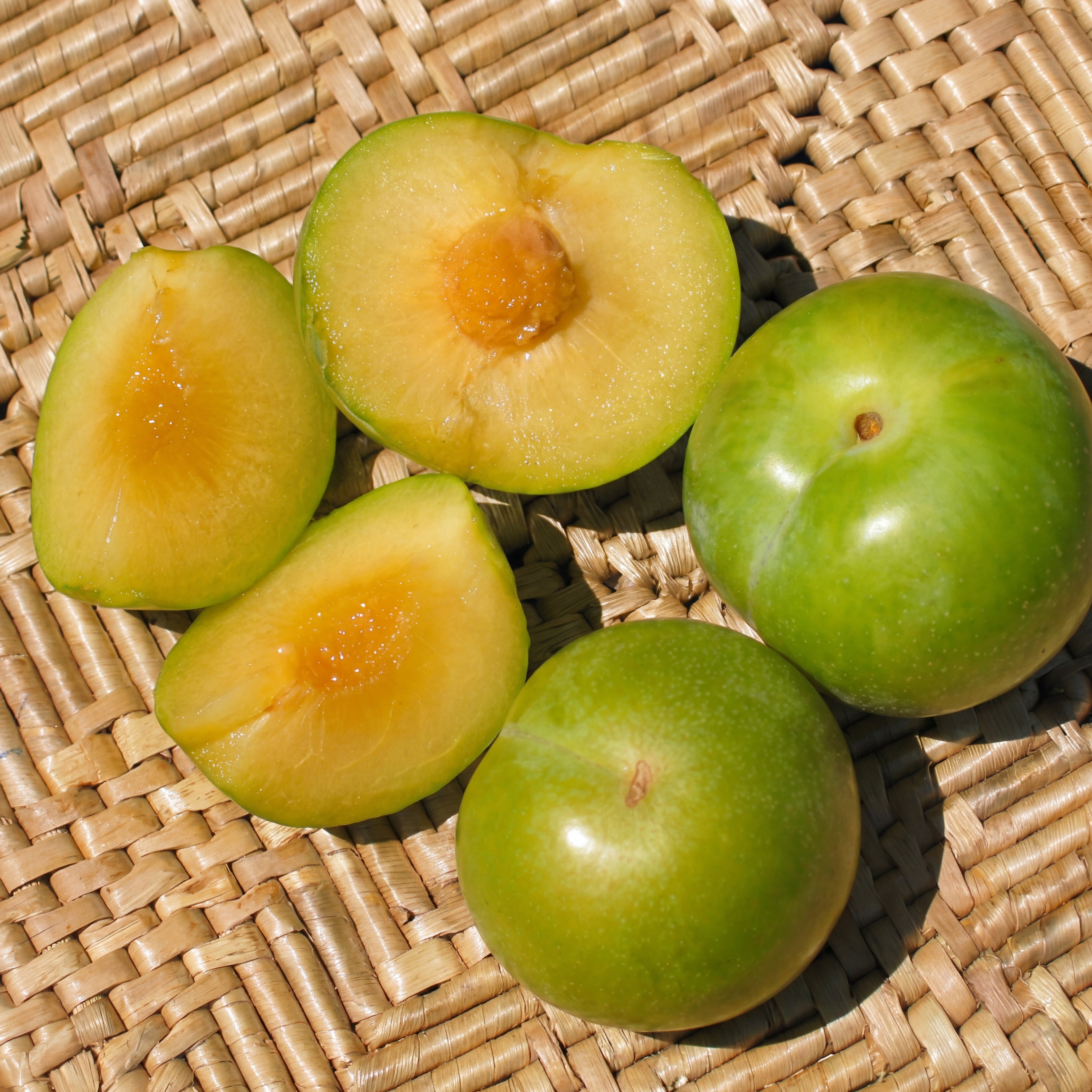 プルート（感謝）/7 Zee Sweet Nuggets Fruit Tree | Backyard Orchard | Blossomdale
