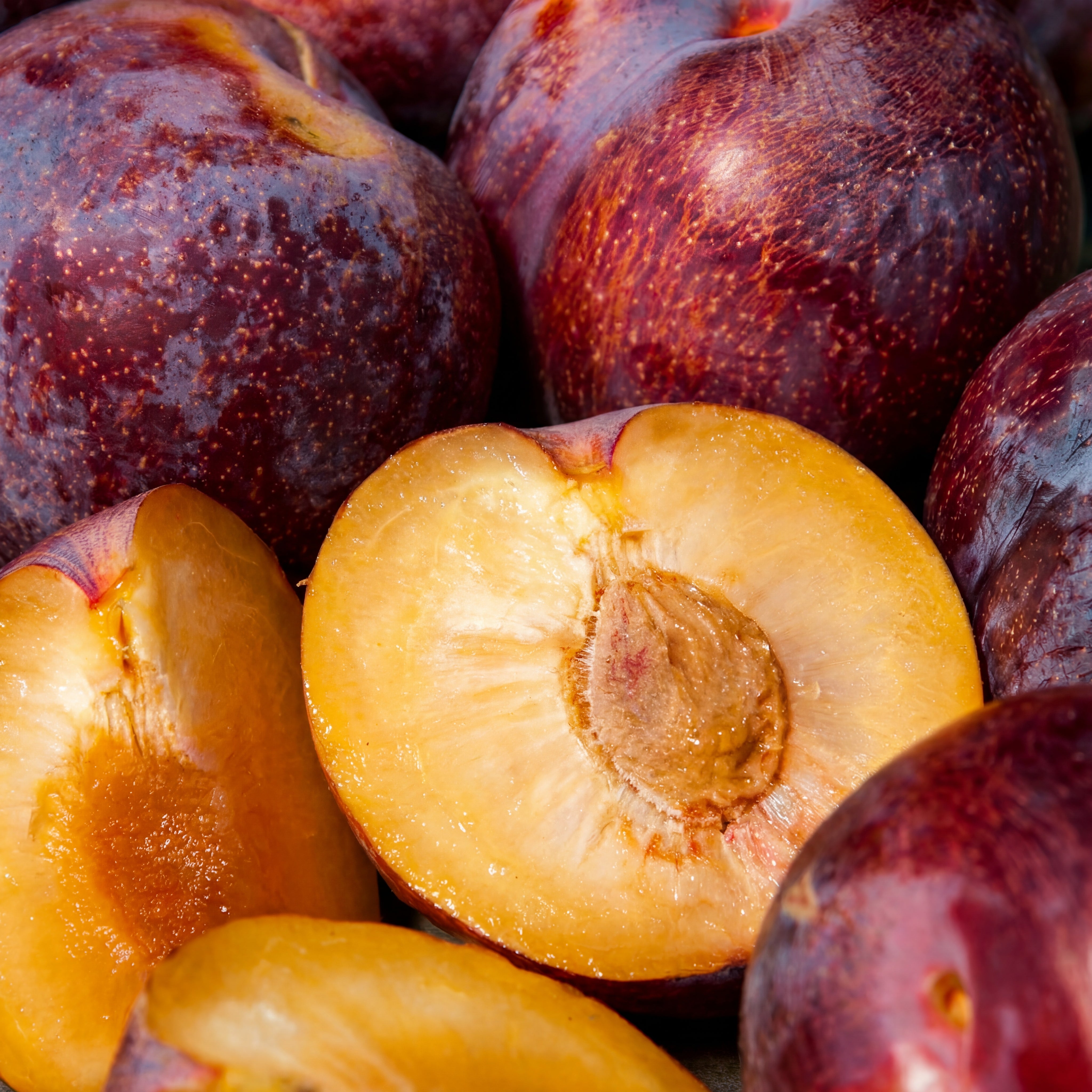 4-in-1 "Zee Sweet Nuggets" Pluot Tree