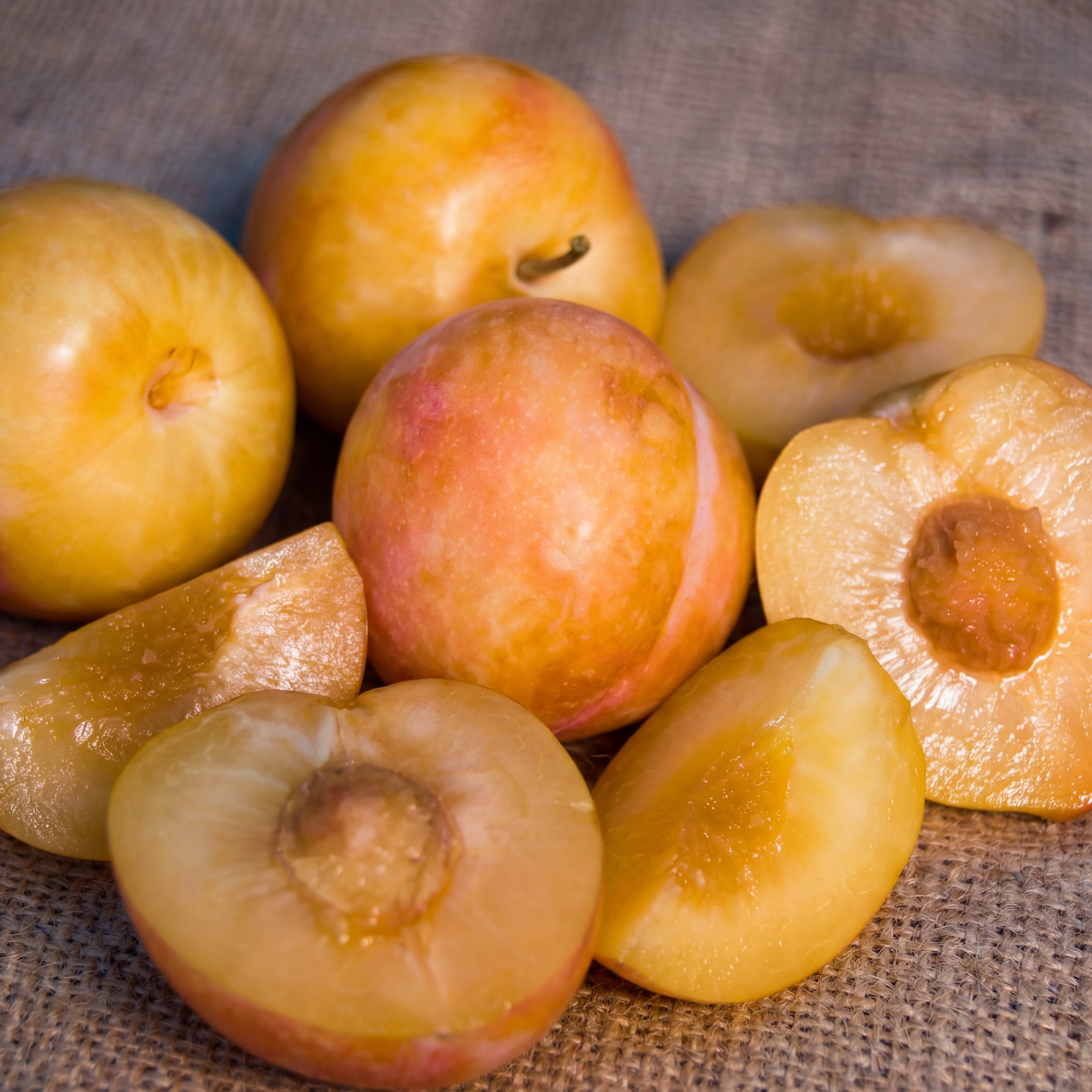 4-in-1 "Zee Sweet Nuggets" Pluot Tree