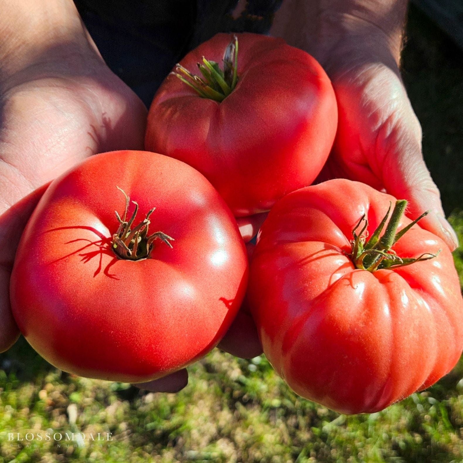 Heirloom Marriage Genuwine Tomato Seeds