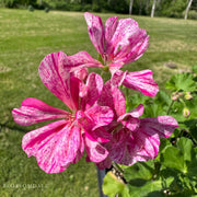 Geranium 'Pink Batik'