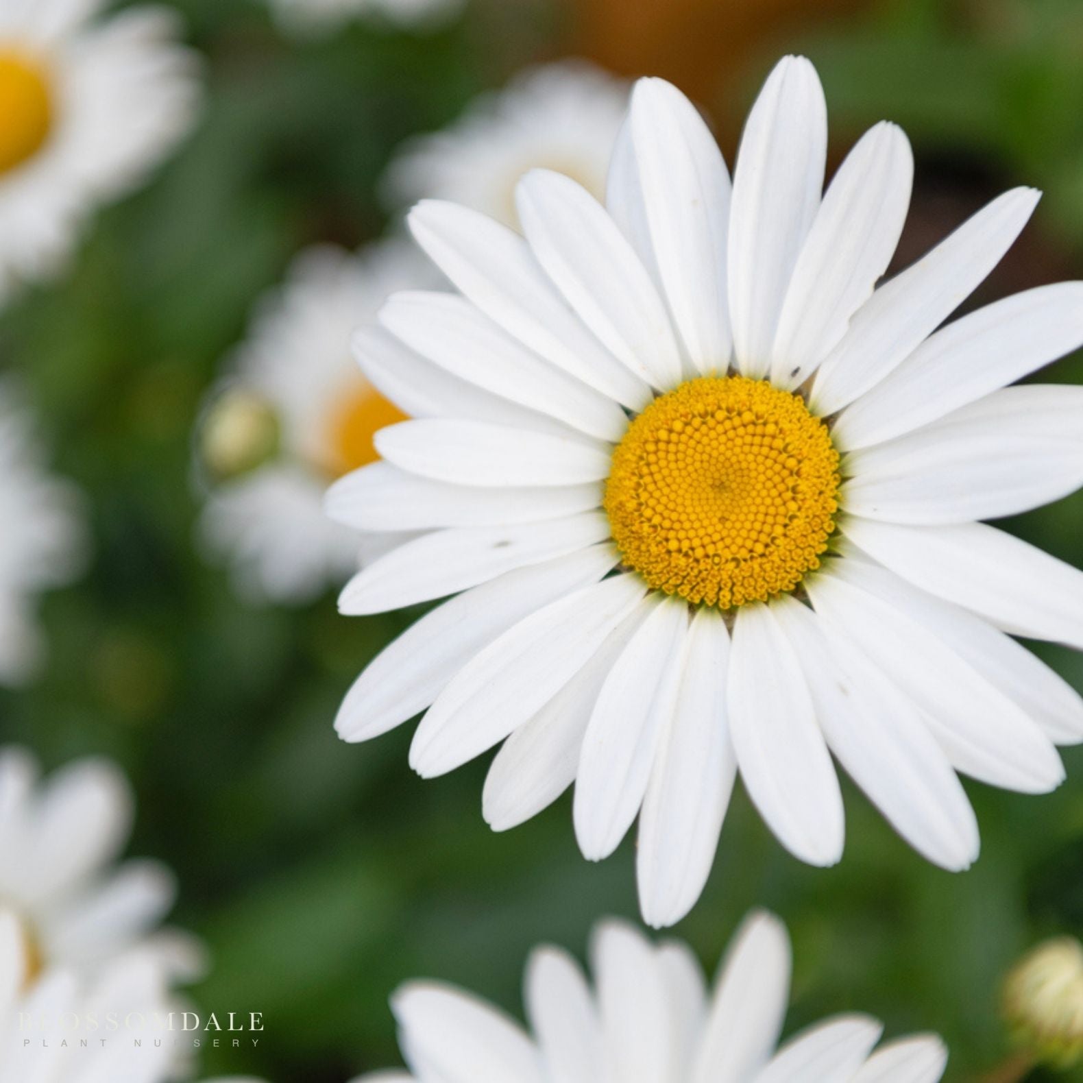 German Chamomile Seeds