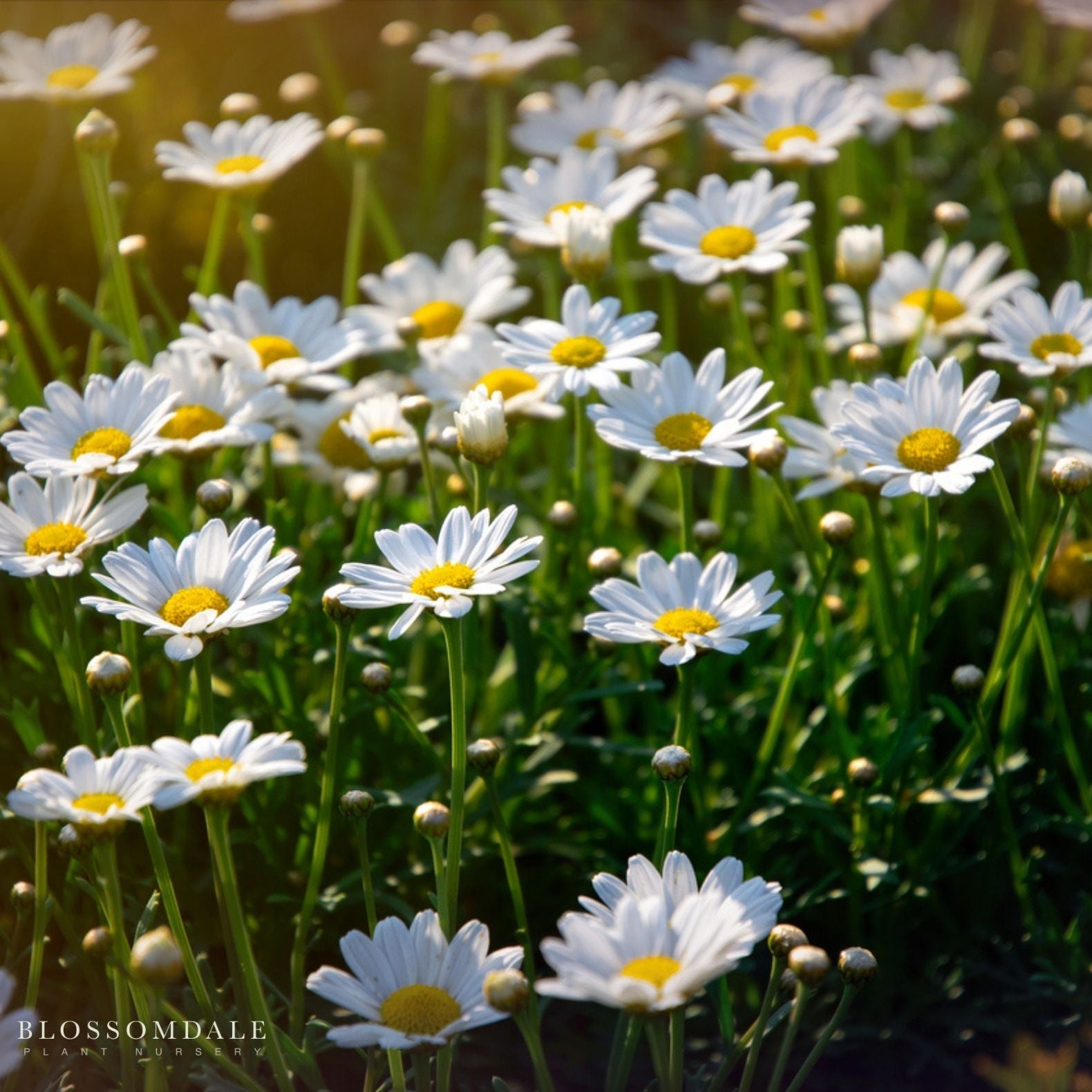 chamomile seeds from flower German Chamomile Seeds