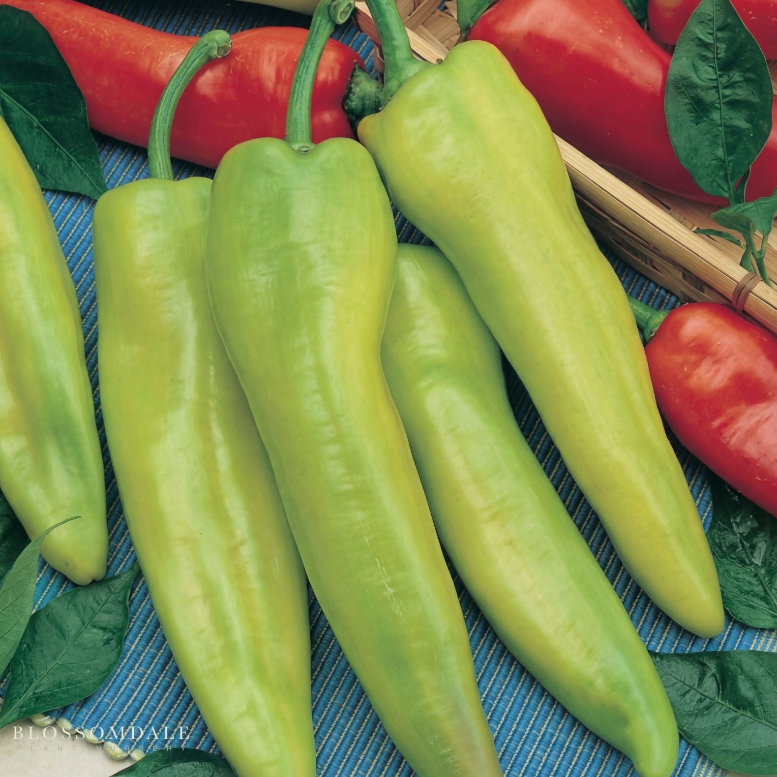 Geronimo Pepper Seeds