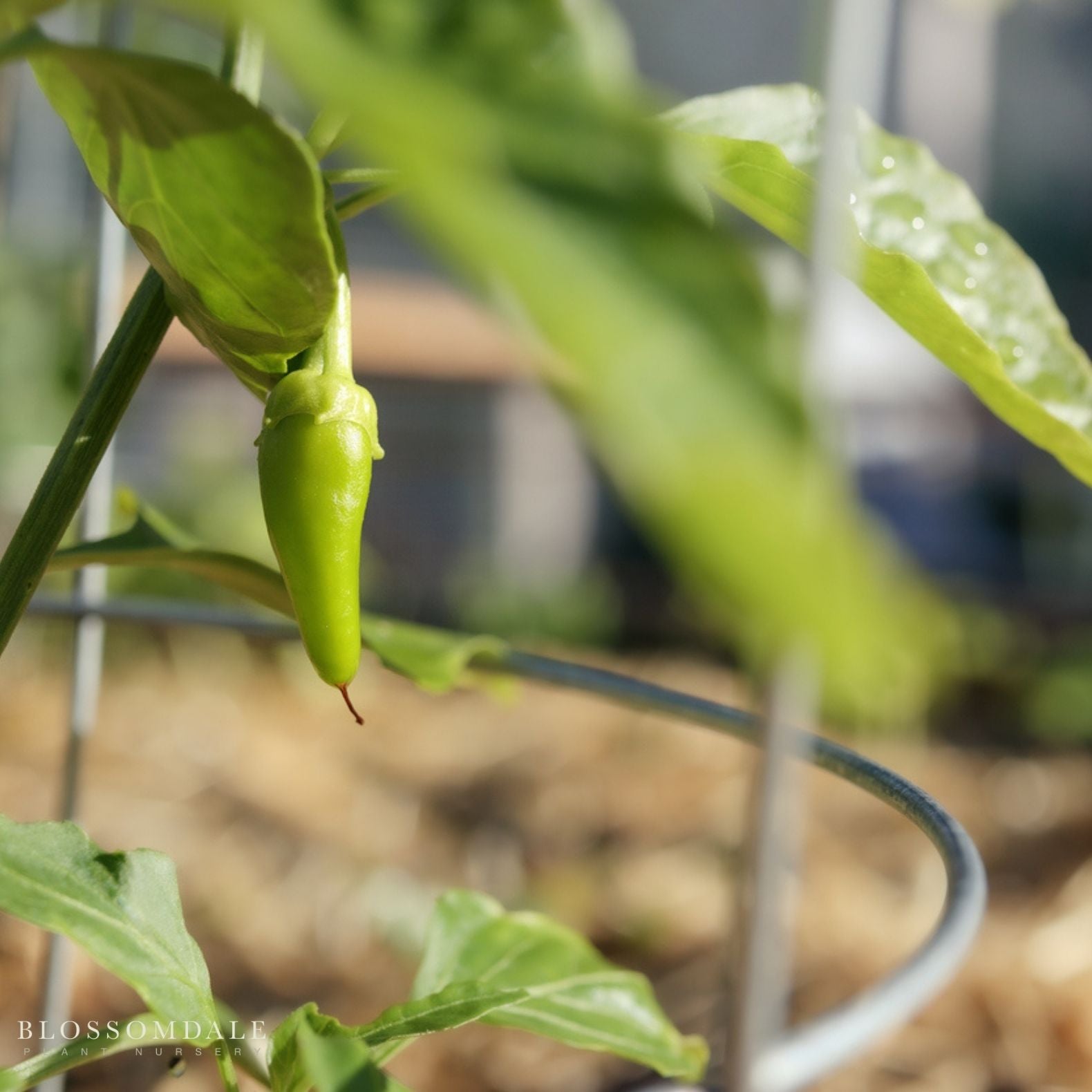 Geronimo Pepper Seeds