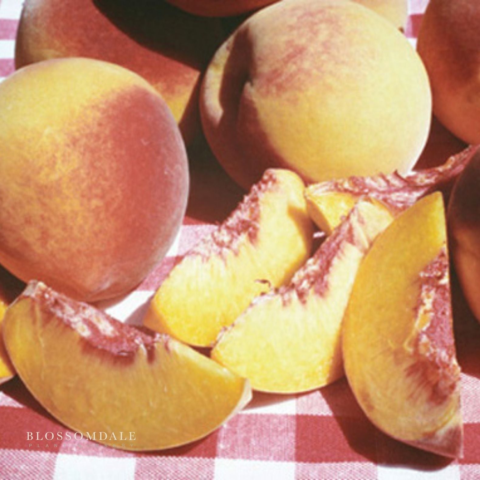 Semi Dwarf 4-in-1 Peach Tree (Gleason Early Elberta, Frost Redhaven, Veteran or Cresthaven)