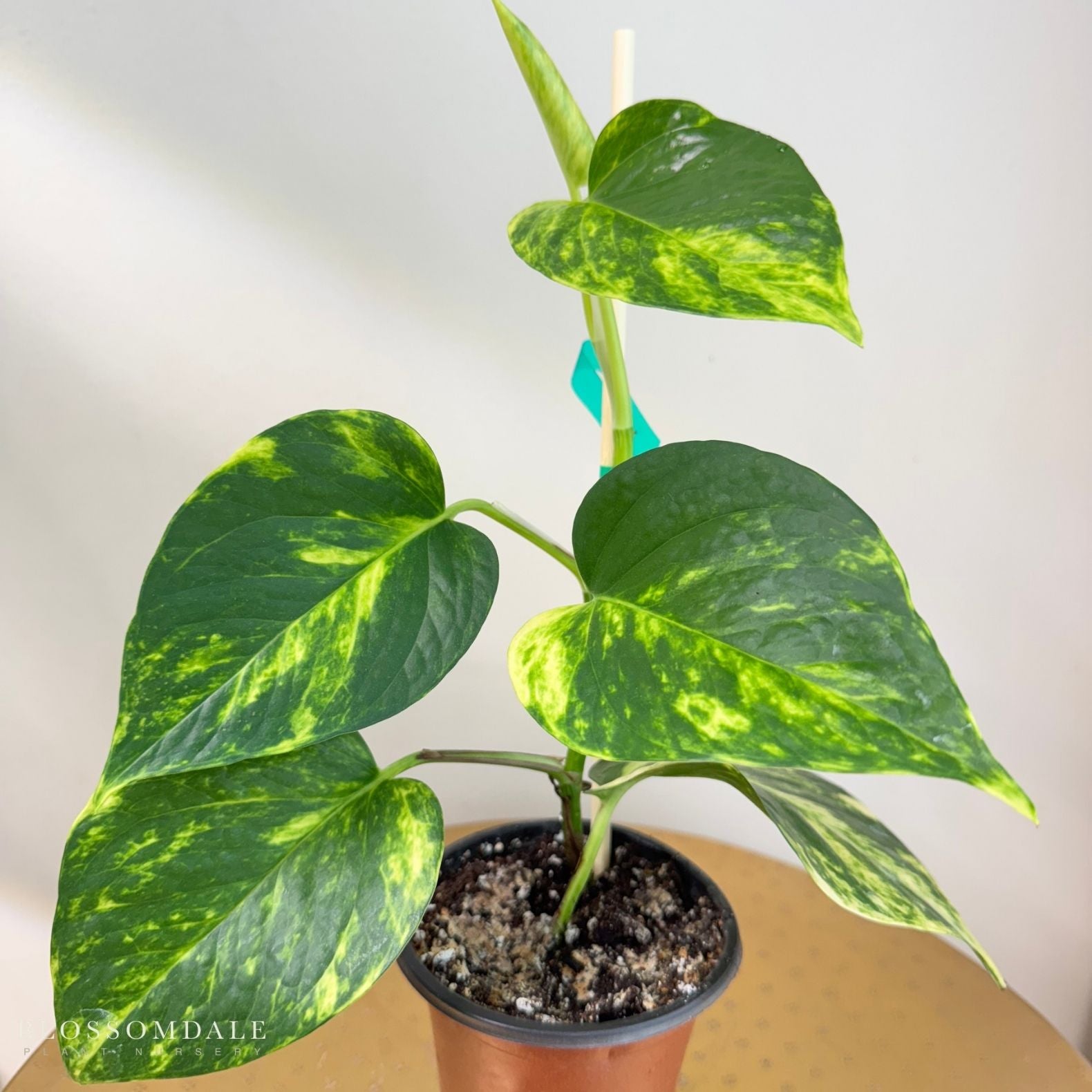 Golden Pothos