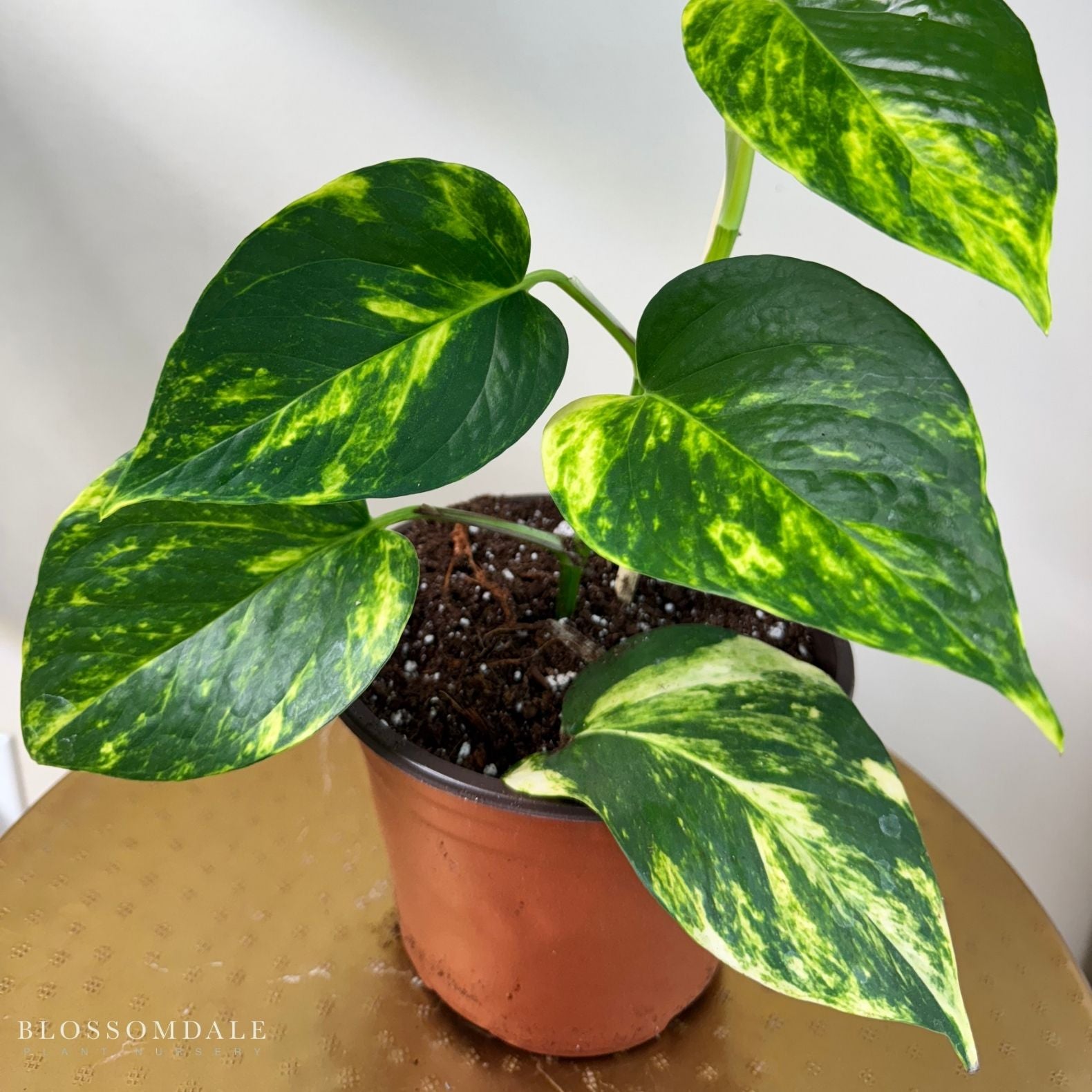 Golden Pothos