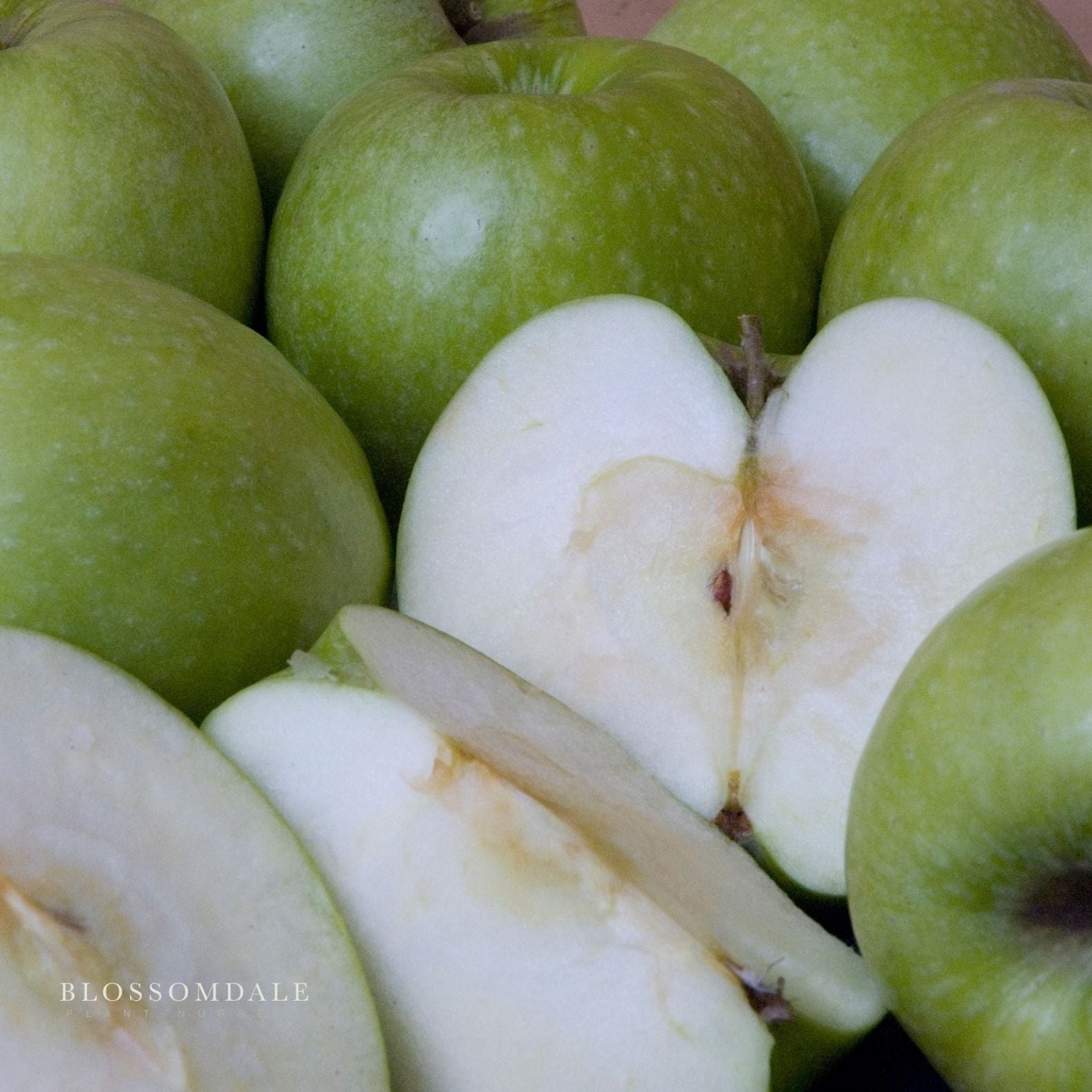 Dwarf Granny Smith Apple Tree