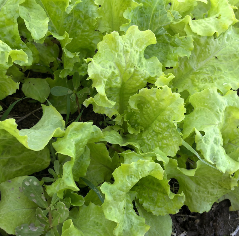 Great Lakes Lettuce Seeds