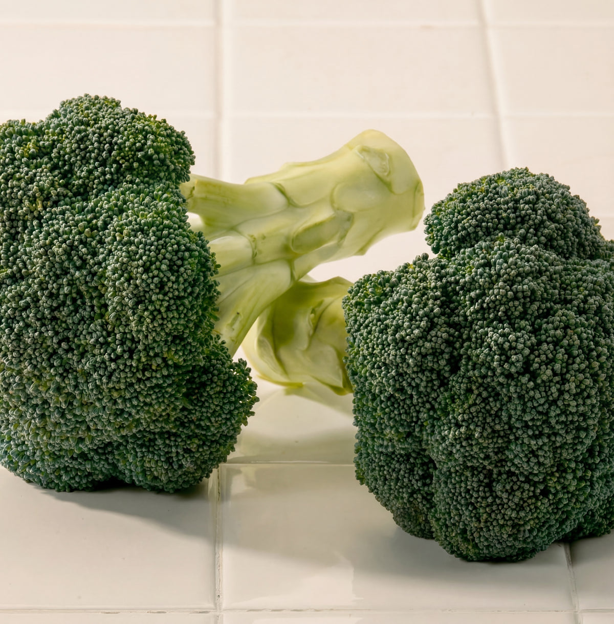 Broccoli Magic Shapoo Green Magic Hybrid Broccoli Seeds - early-harvest broccoli - Blossomdale