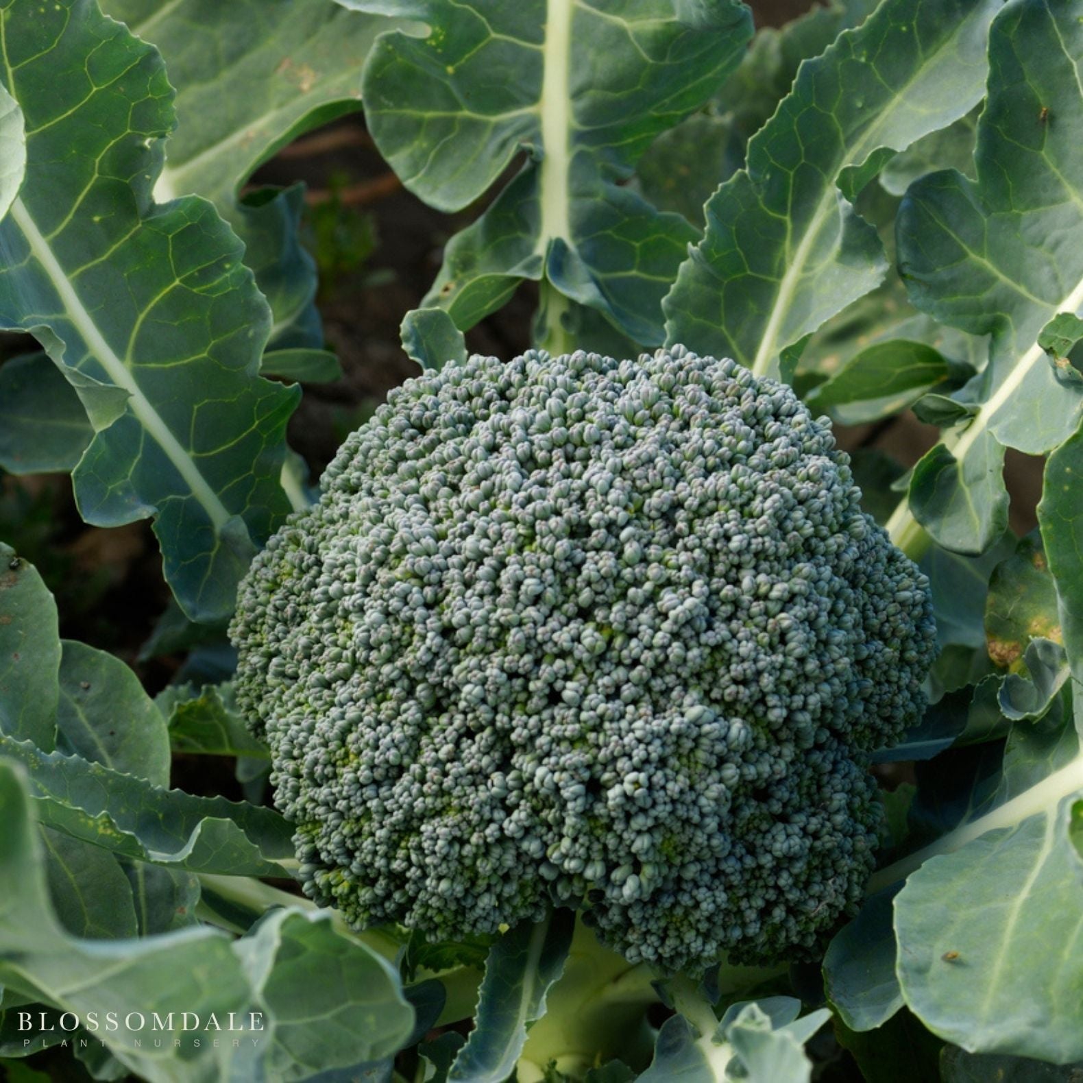 Green Magic Hybrid Broccoli Seeds