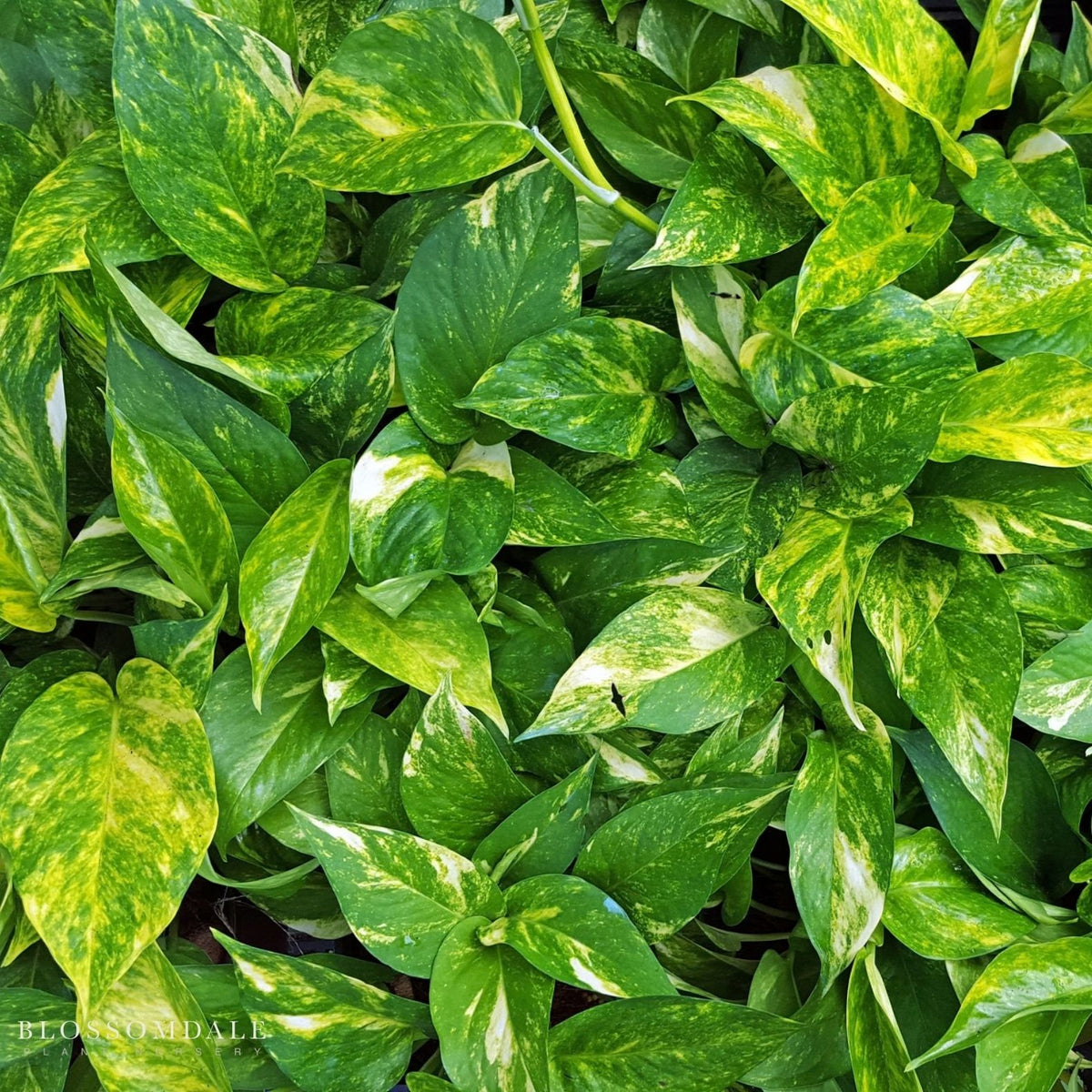 Pothos 'Hawaiian'