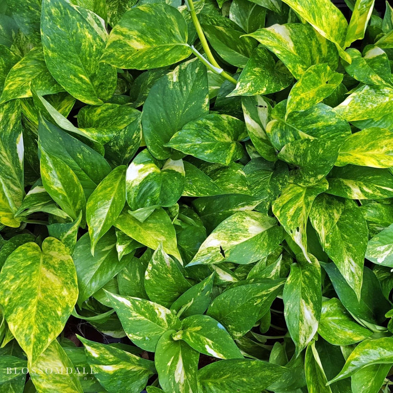 Pothos 'Hawaiian'