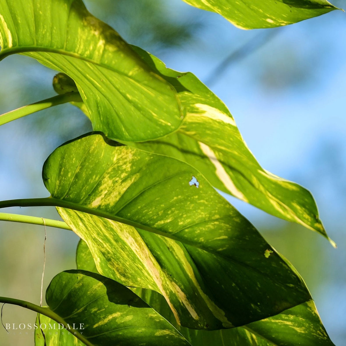 Pothos 'Hawaiian'