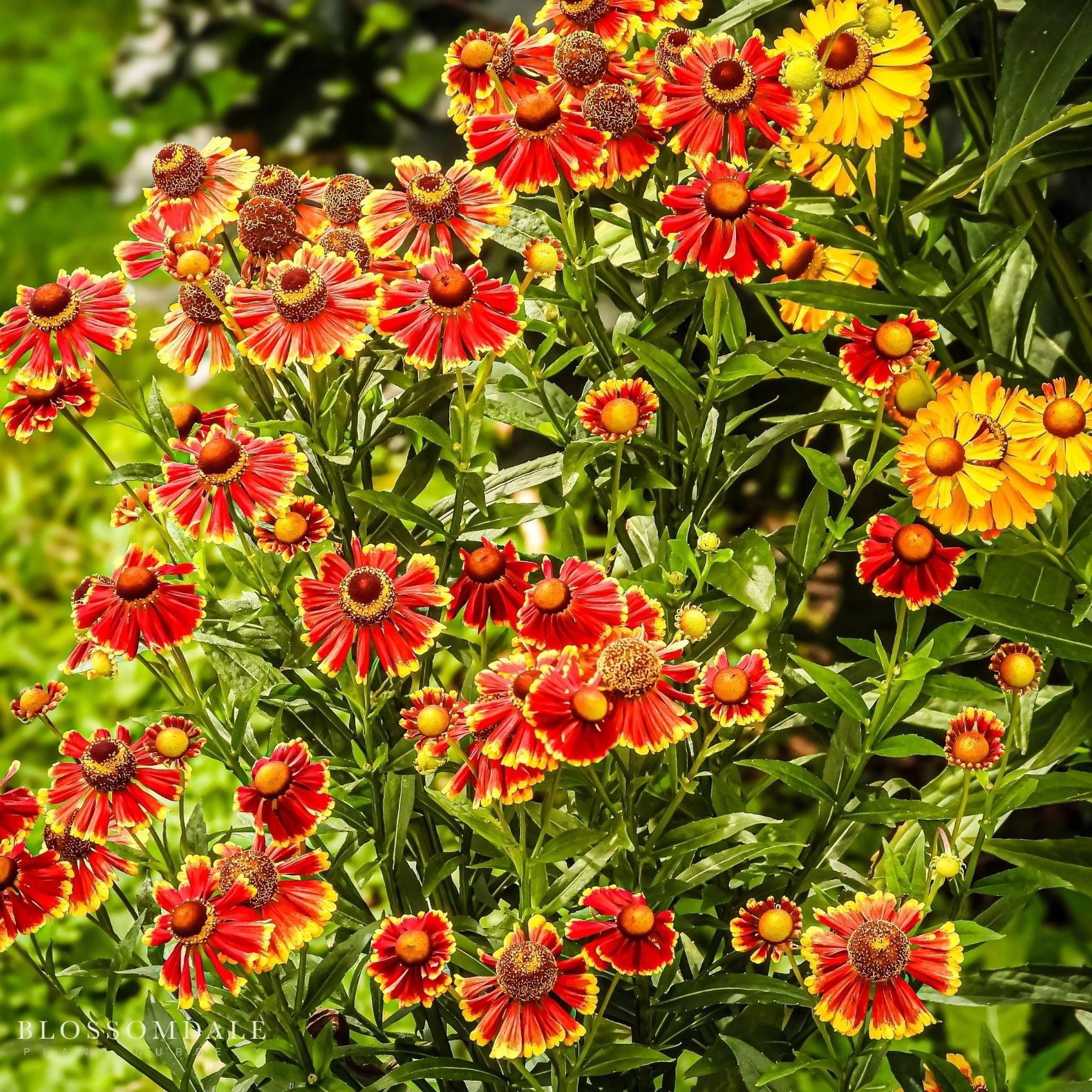 Helenium 'Hayday Red Bi-Color'