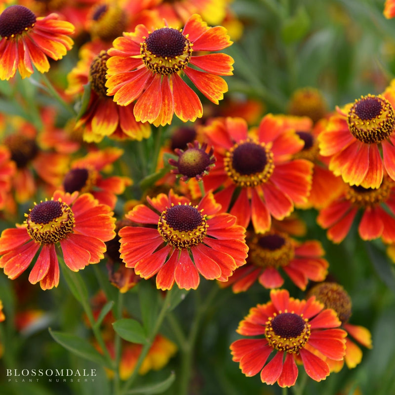 Helenium 'Hayday Red Bi-Color'