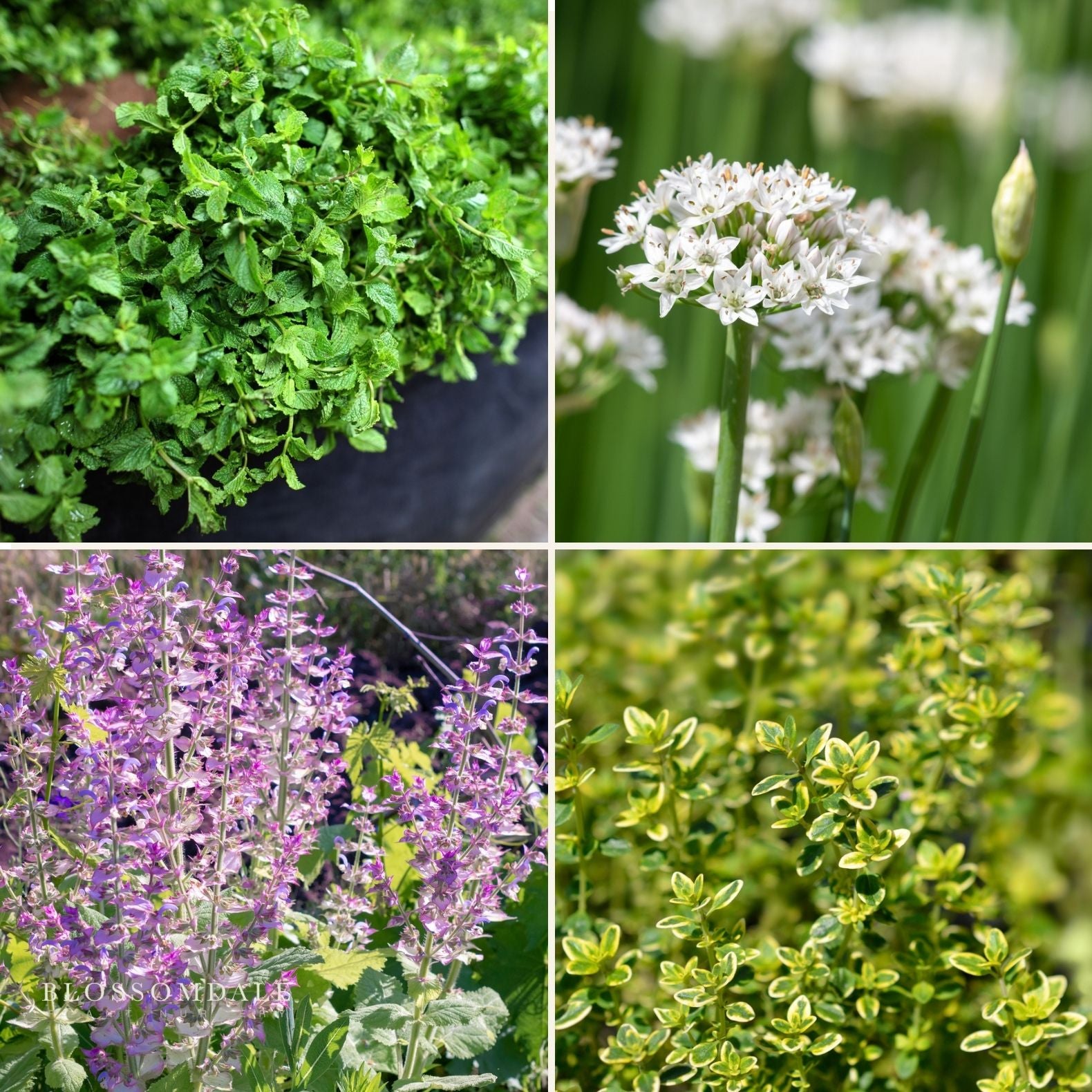 The Aromatics - Herb Bundle