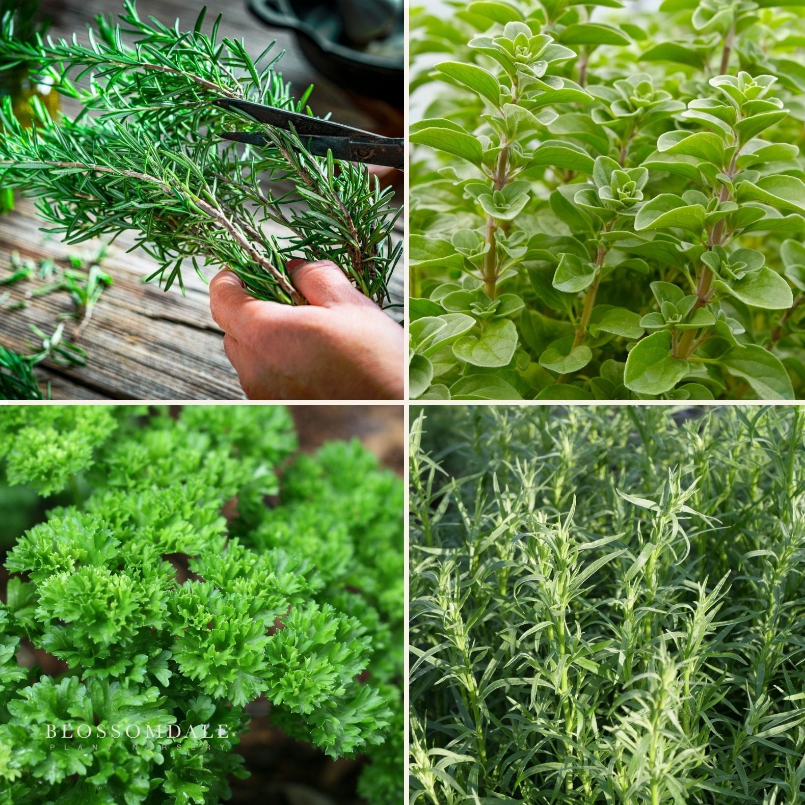 The Classics - Herb Bundle