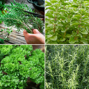The Classics - Herb Bundle