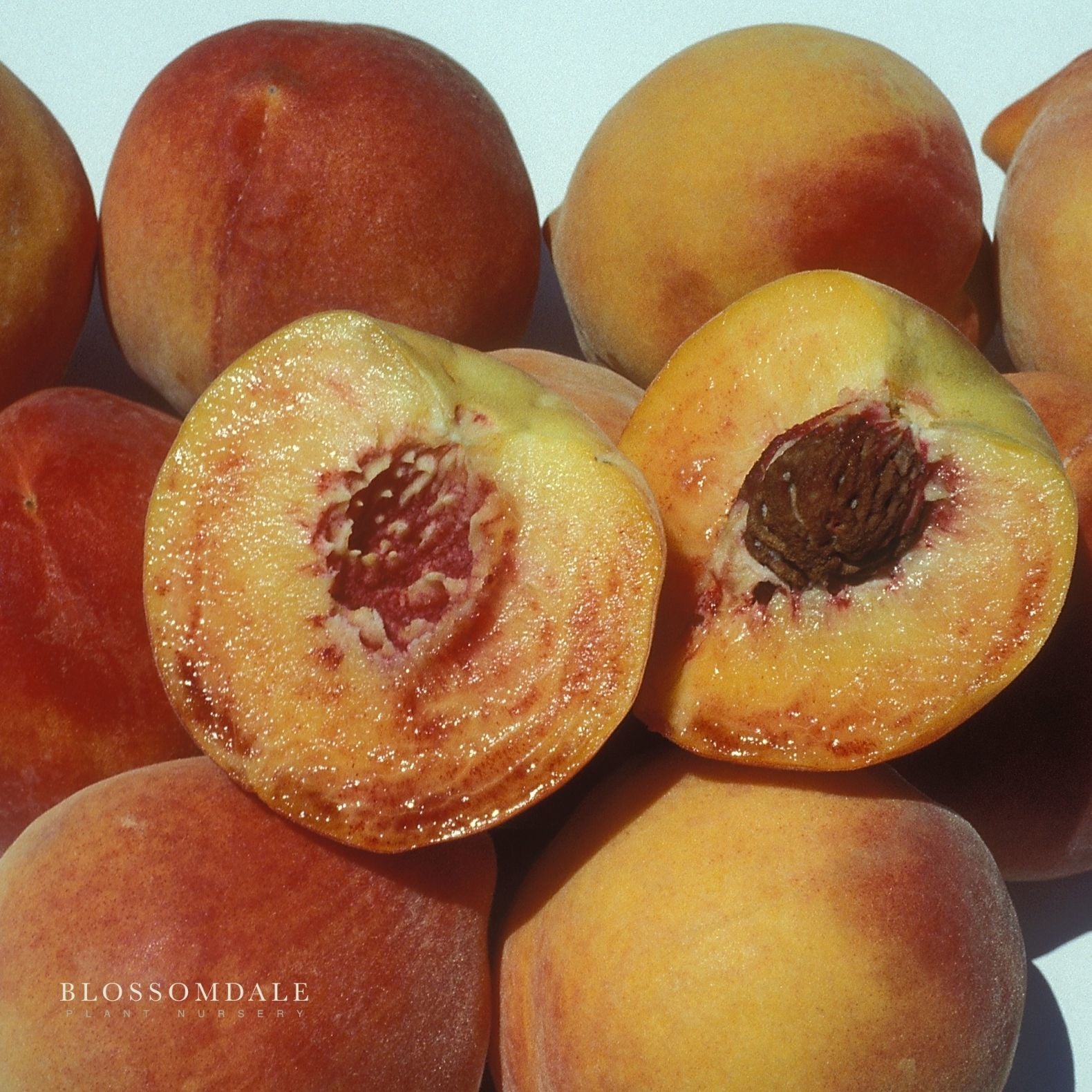 ピーチ② 2-In-1 Nectarine Peach Tree | Miniature Fruit | Blossomdale