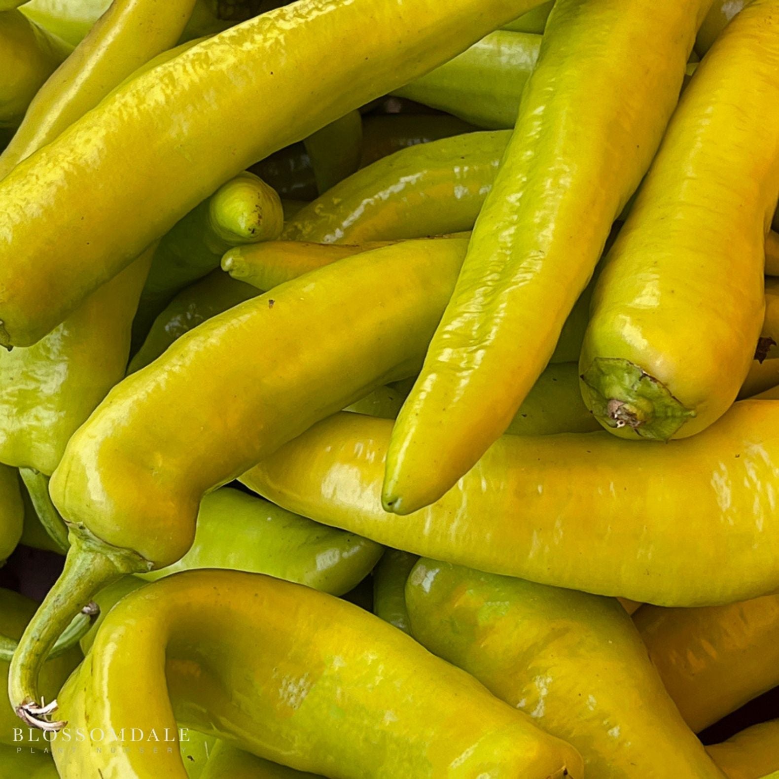 Hungarian Hot Pepper Seeds