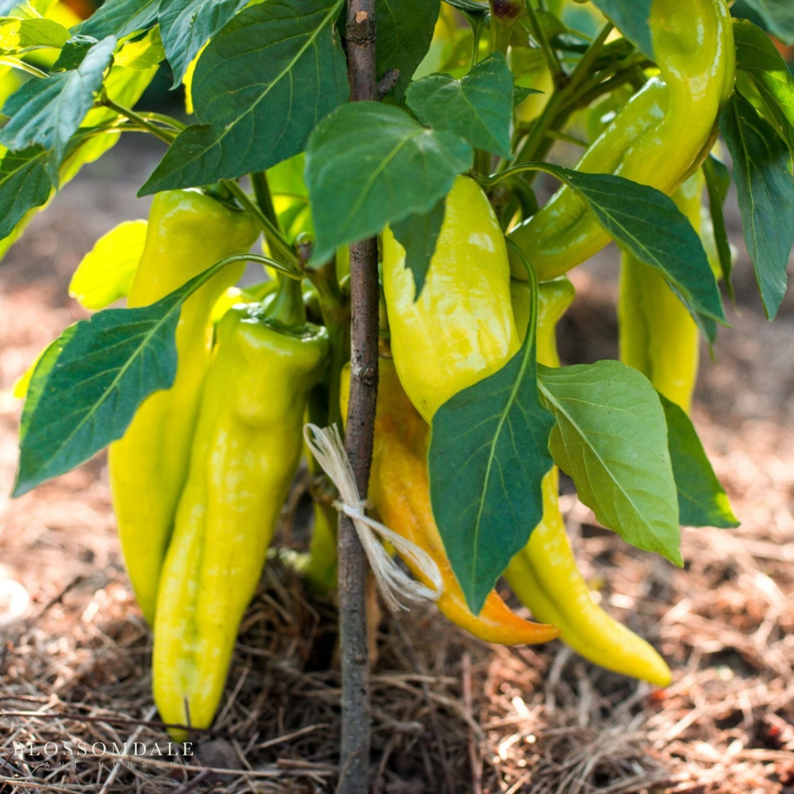 Hungarian Sweet Pepper Seeds