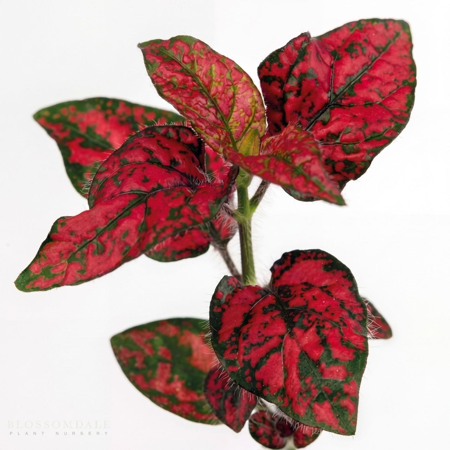 Close-up of Hypoestes ‘Lotty Dotty Red’ or known as freckle face herbaceous plant showcasing bold red and green speckled foliage. This perennial plant is an ideal decorative indoor plant for desks, shelves, and small spaces.