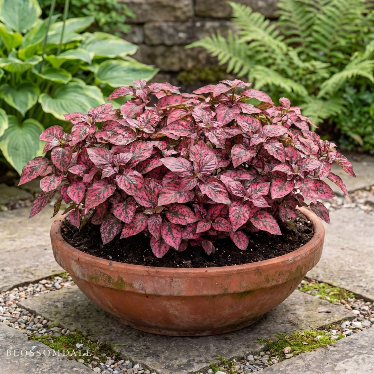 Hypoestes ‘Lotty Dotty Red’ polka dot plant with vibrant red spotted leaves is perfect for indoor décor, houseplant styling, and brightening home spaces. It is low maintenance, disease- and pest-resistant.