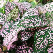 Hypoestes 'Lotty Dotty Rose'
