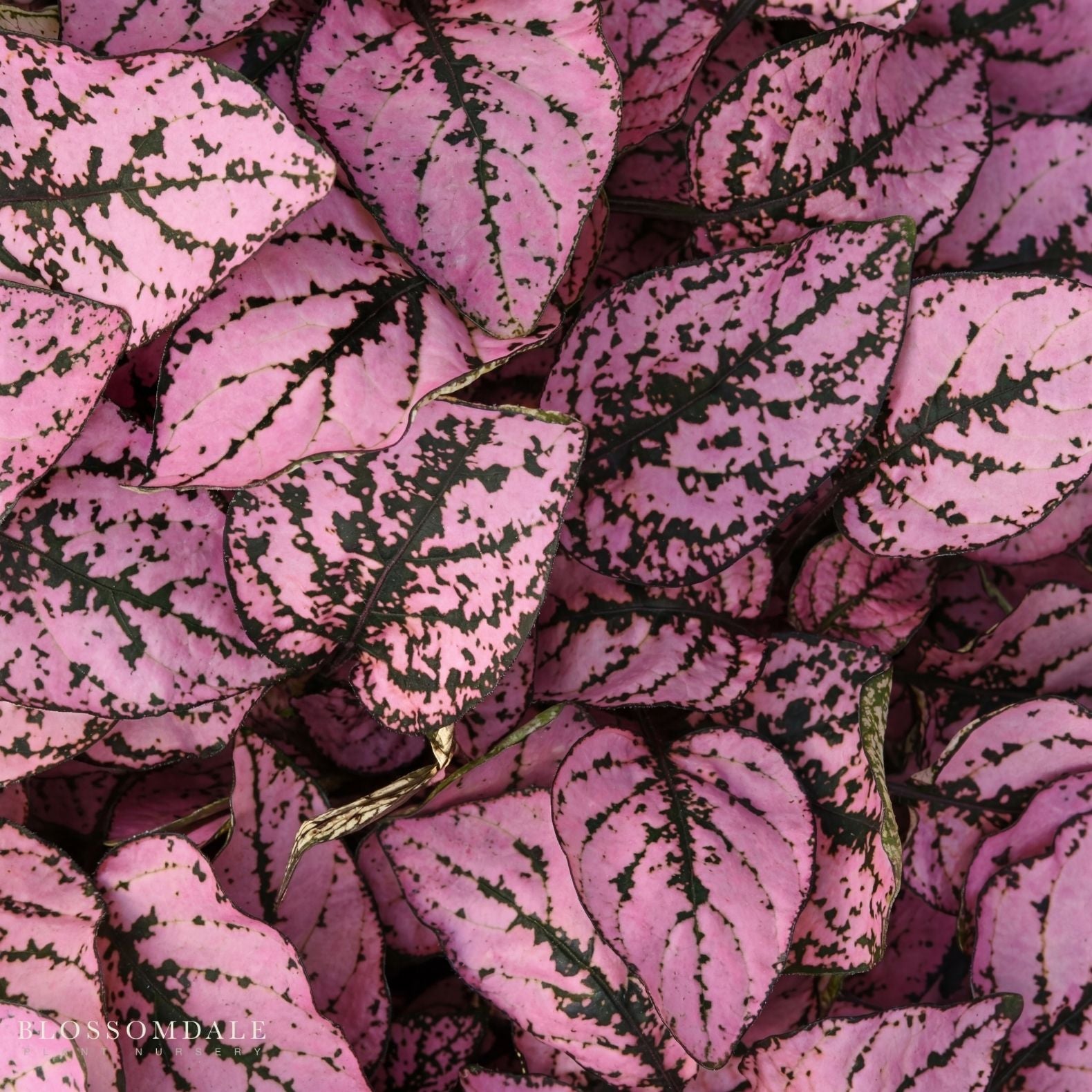 Polka Dot Plant 'Splash Select Pink'