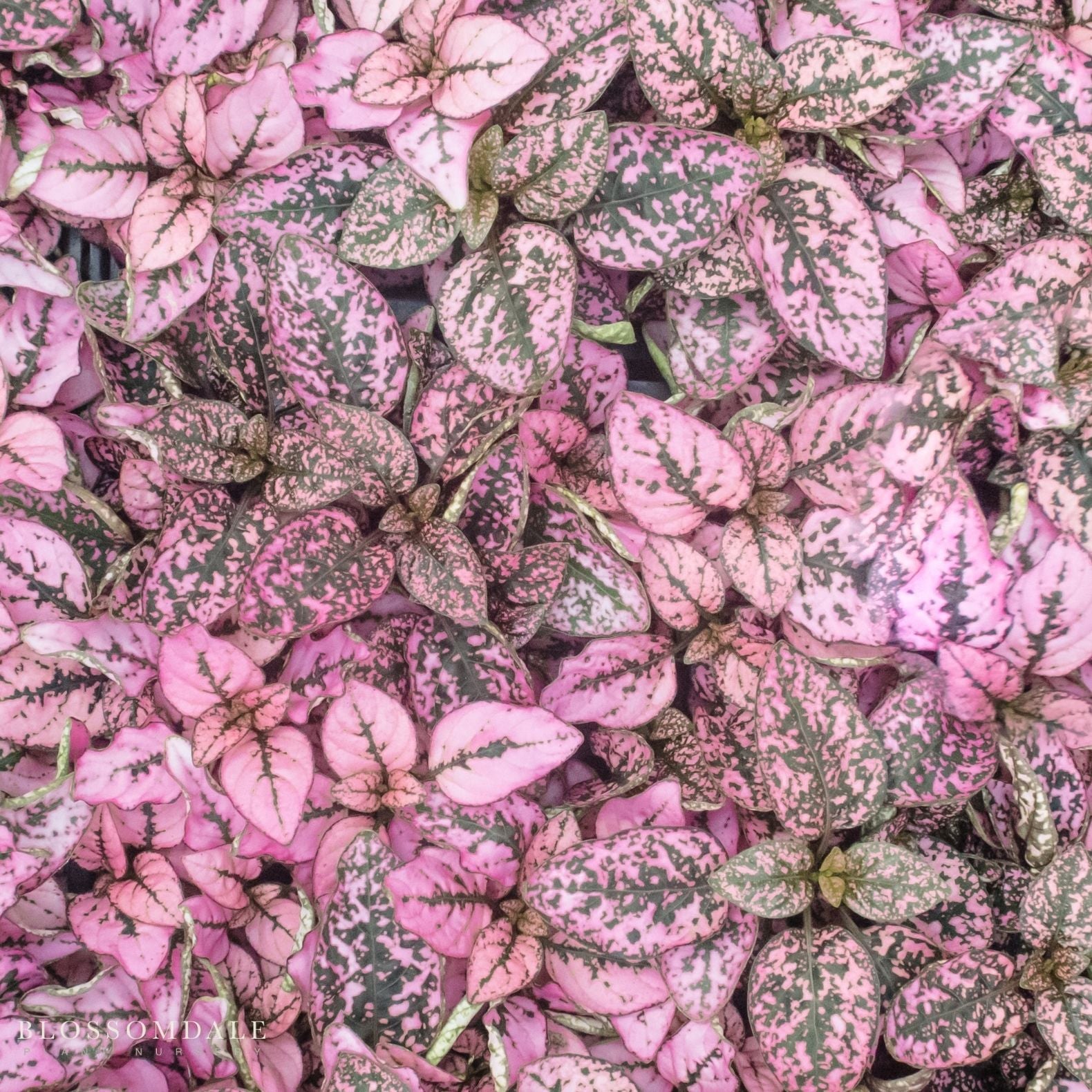 Polka Dot Plant 'Splash Select Pink'