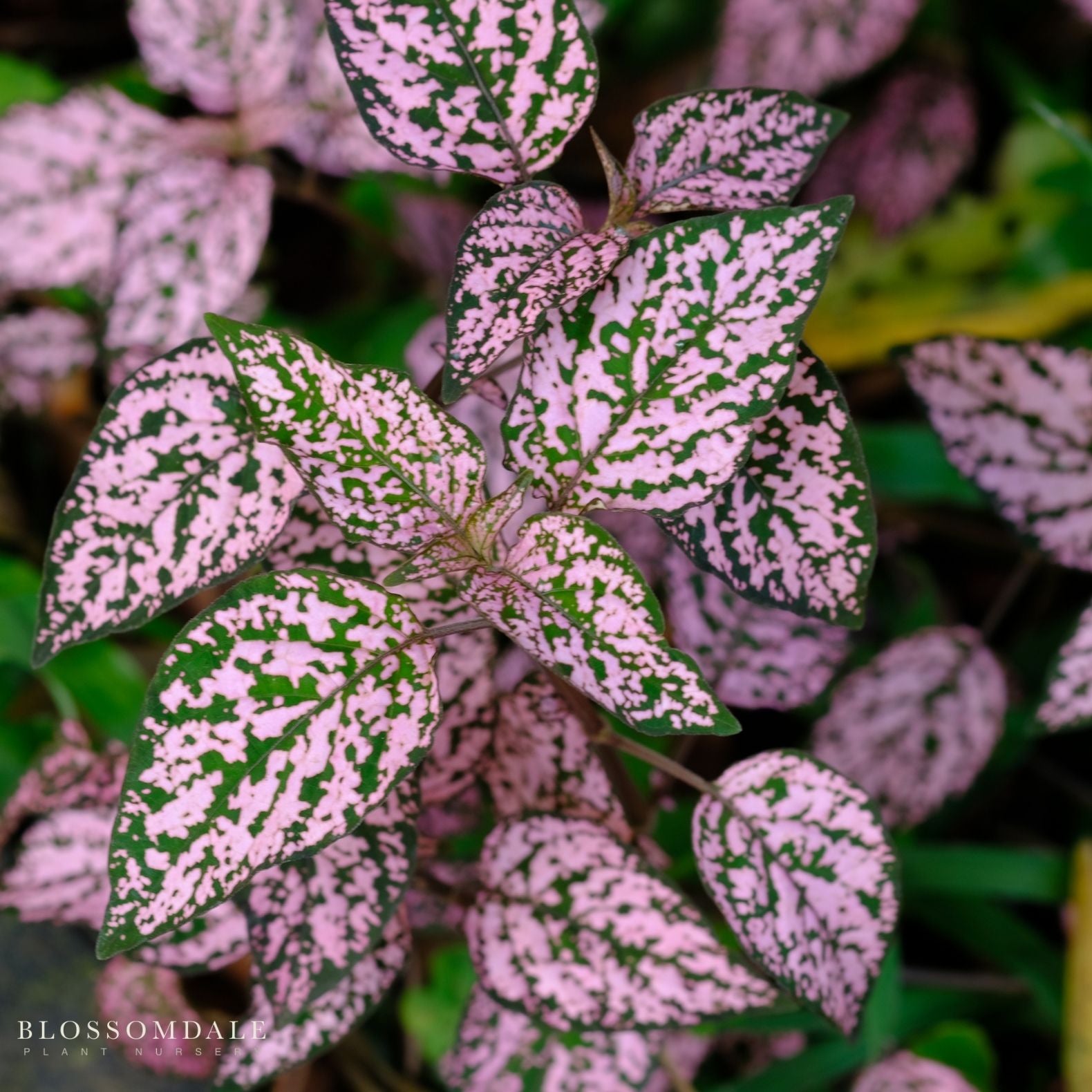 Polka Dot Plant 'Splash Select Pink'