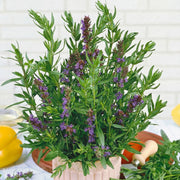 Hyssop Seeds