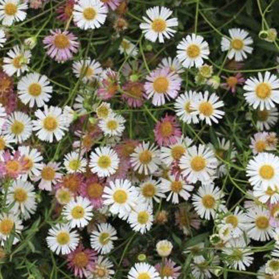 ERIGERON KARVINSKIANUS Santa Barbara Daisy, Mexican Daisy 