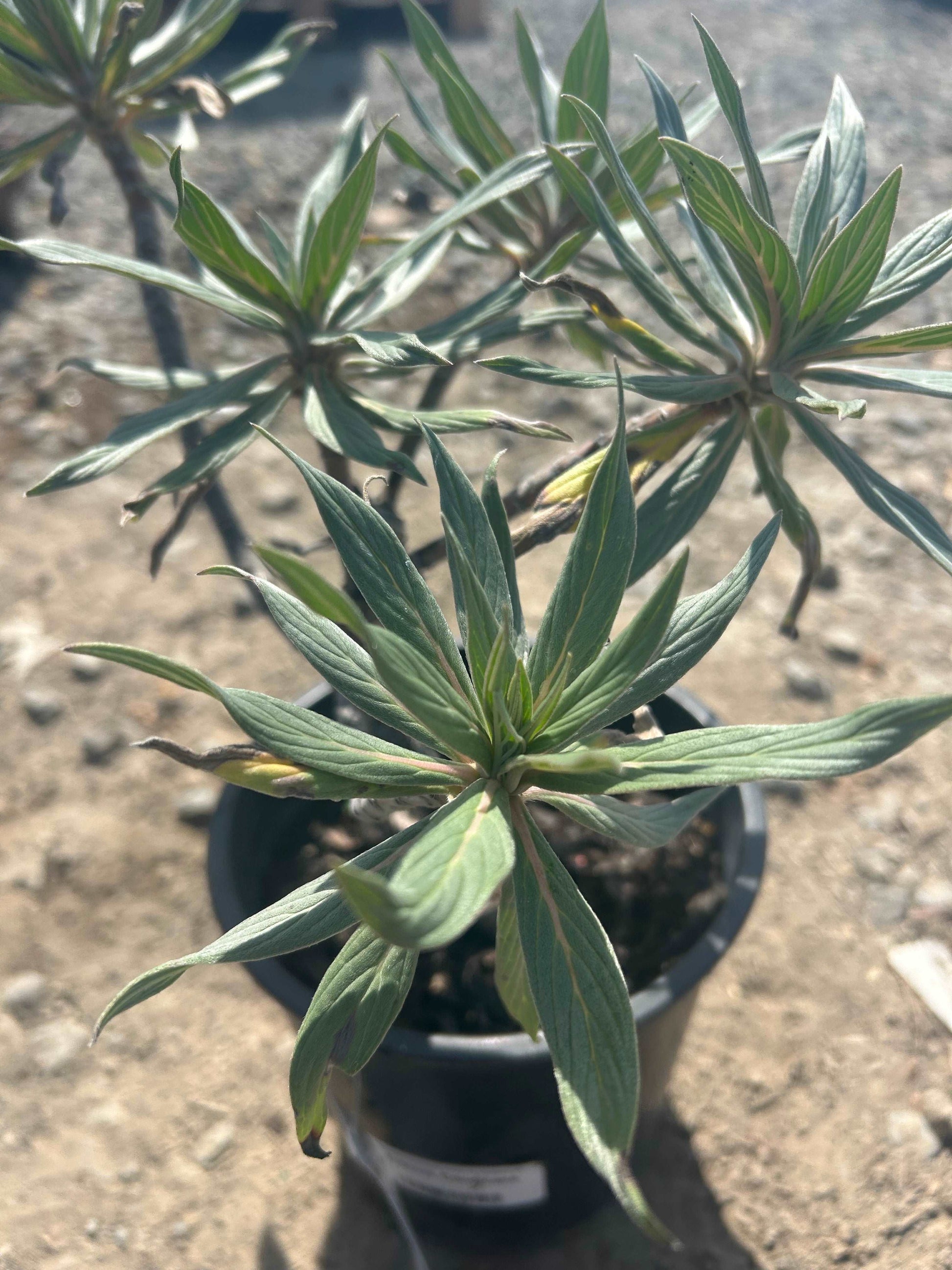 Echium Candicans Staro of Madeira Pride of Madeira Plant One Gallon