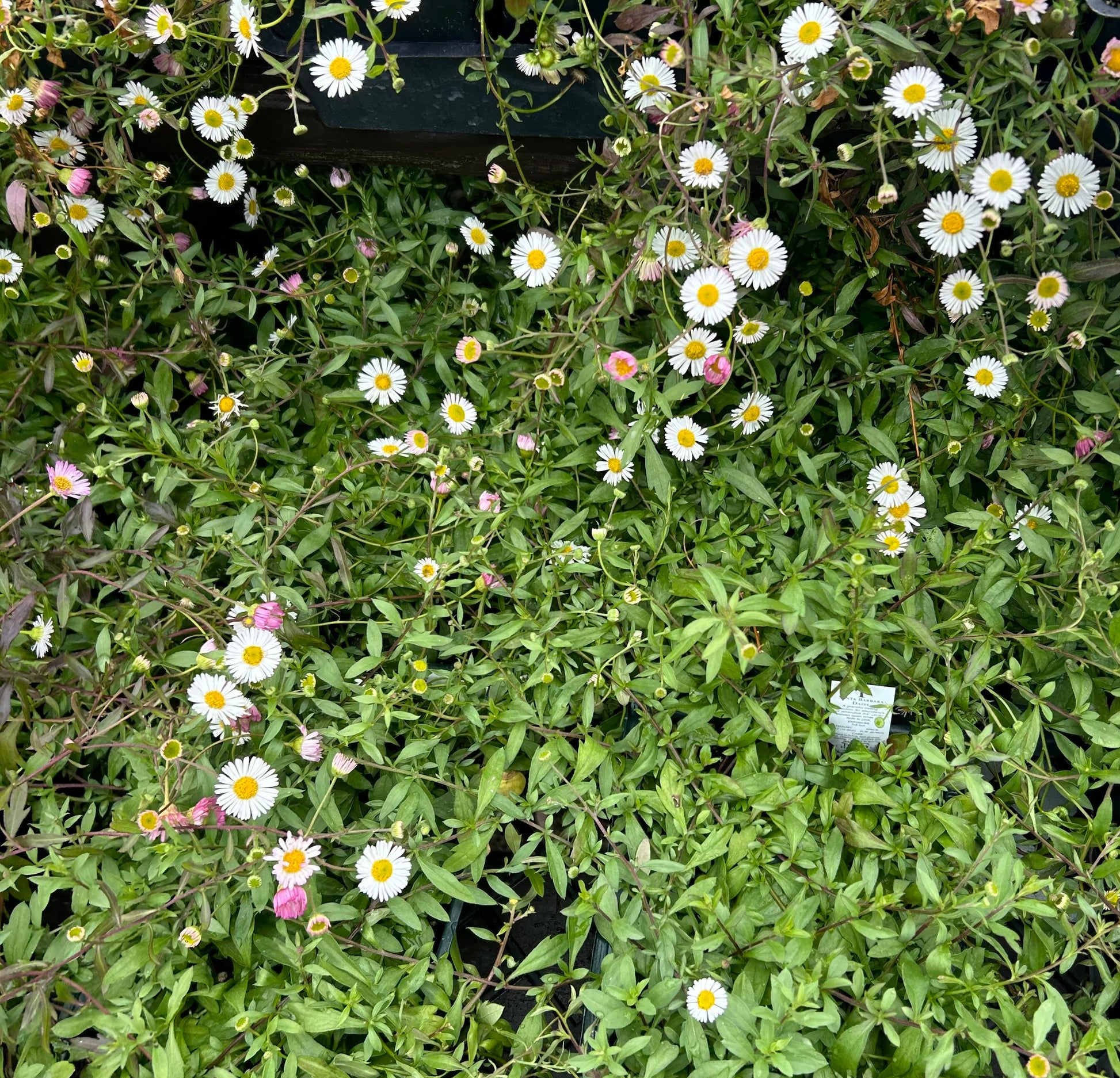 Santa Barbara Mexican Daisy 