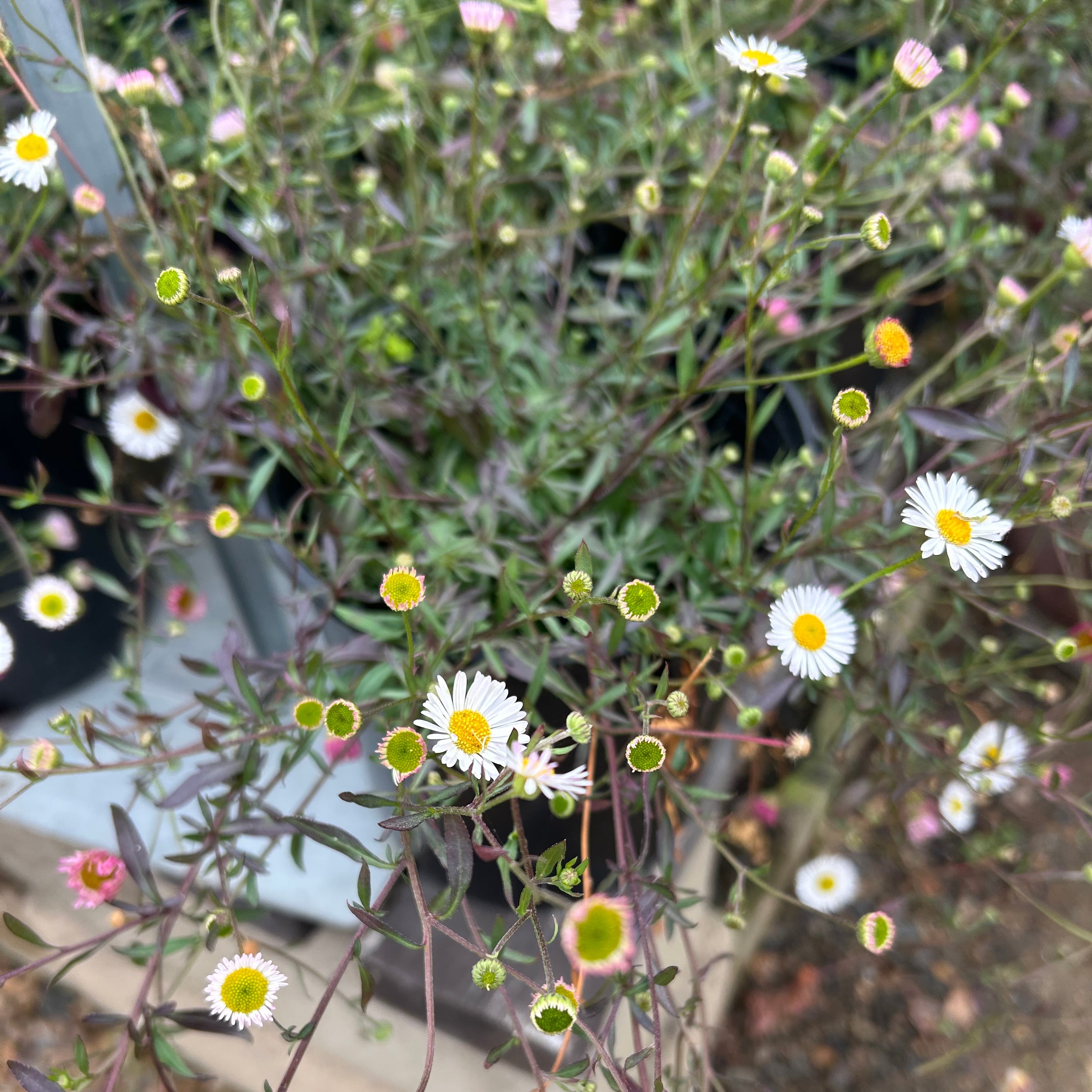Santa Barbara Daisy 