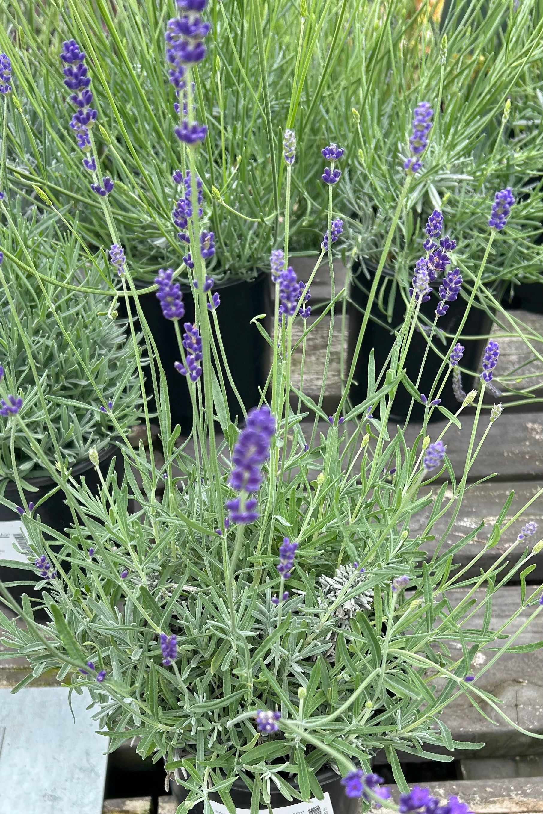 English Lavender 