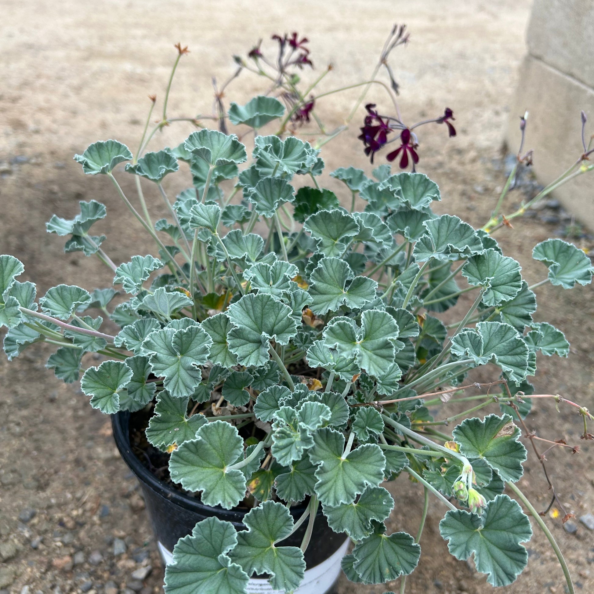 African Geranium 