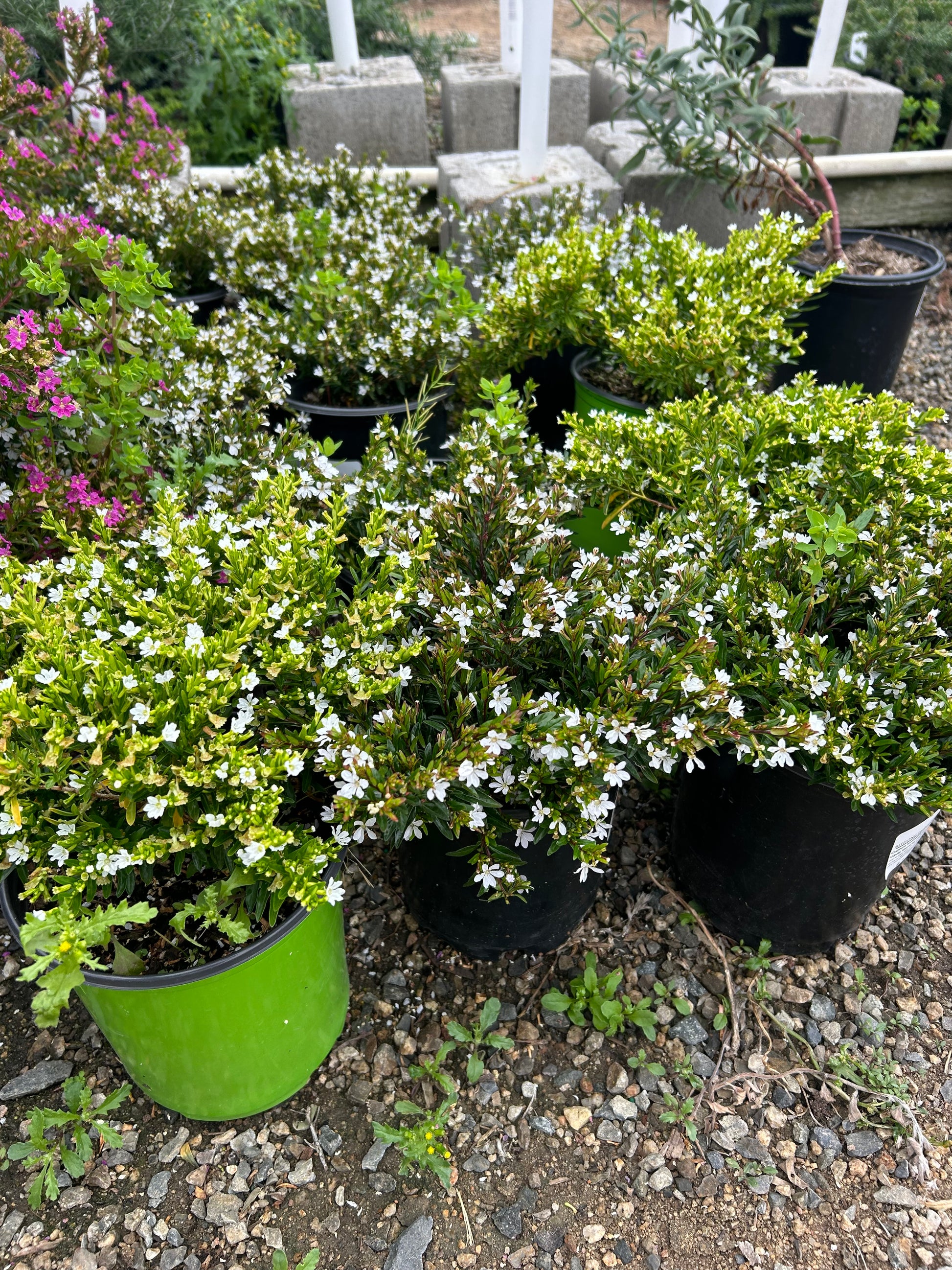 White Whispers Mexican Heather 
